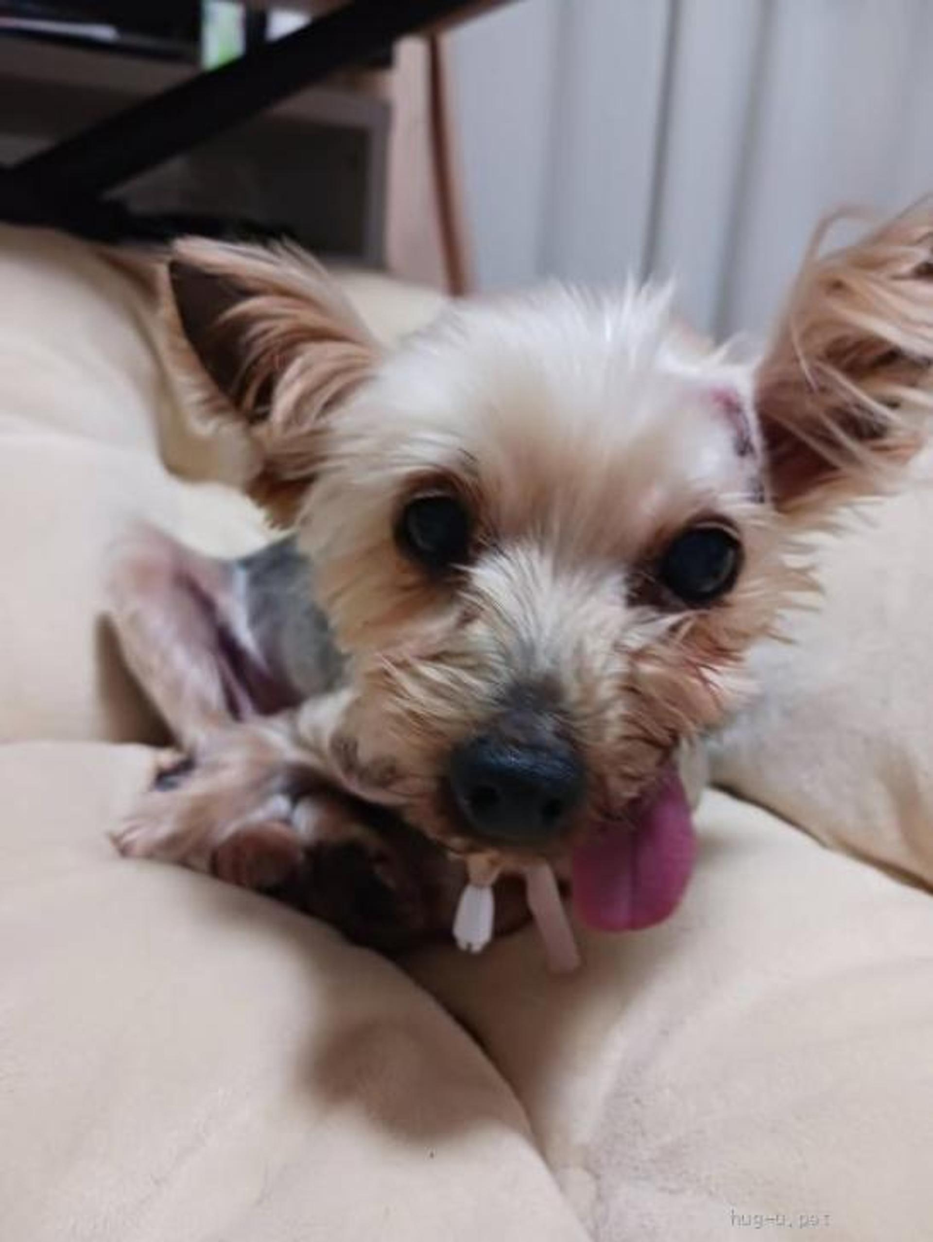 pet-image-5