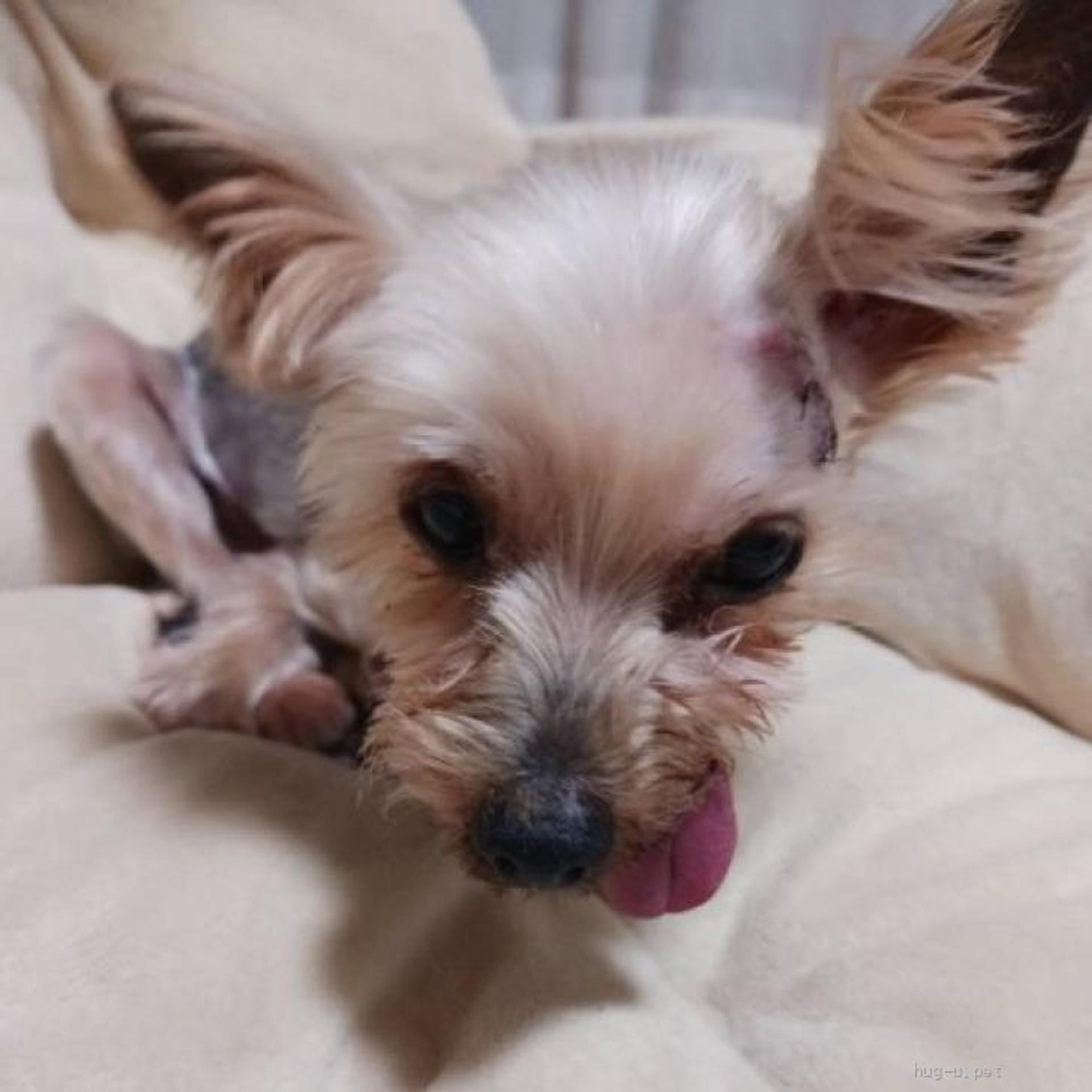 pet-image-6