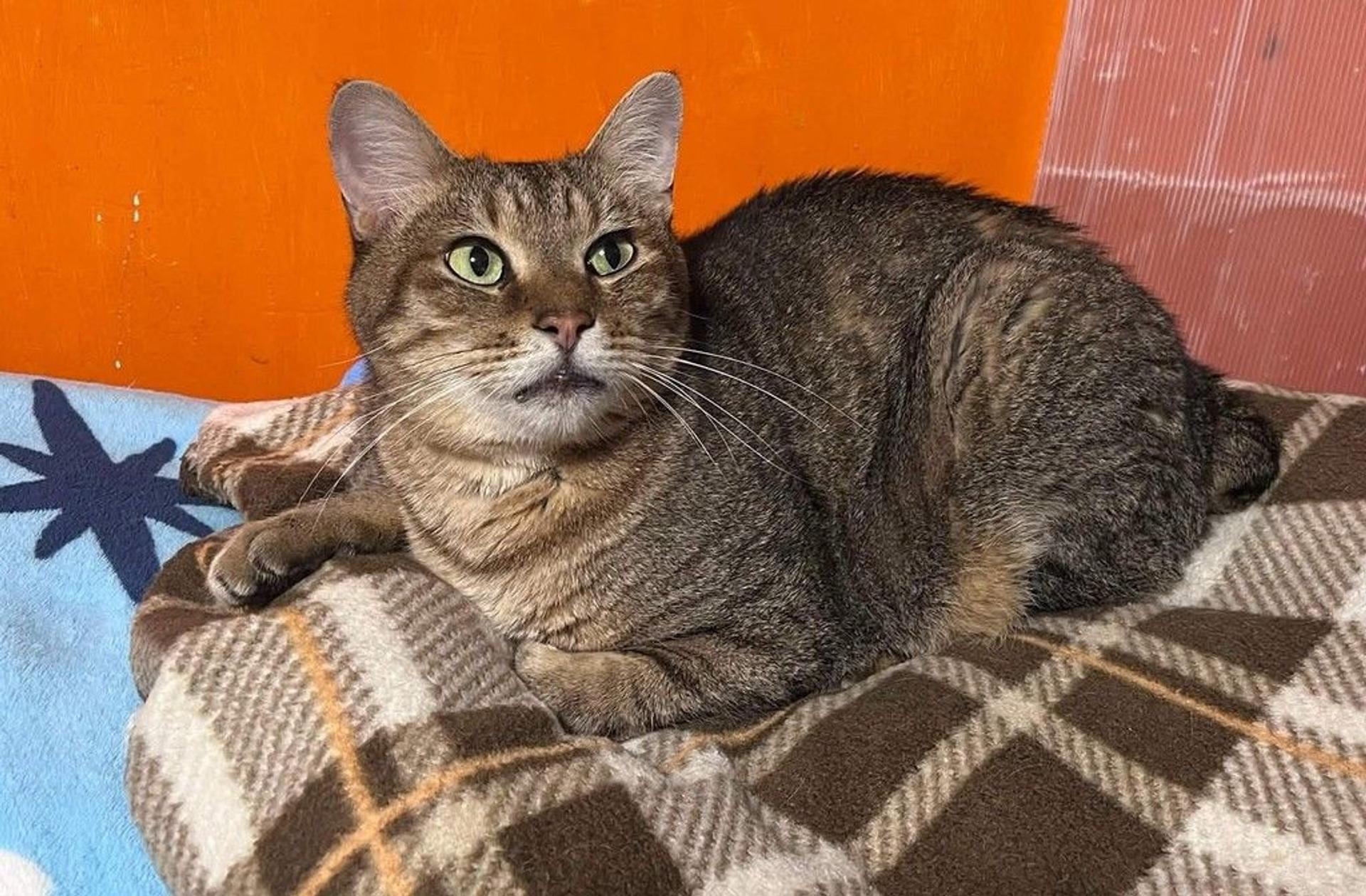 pet-image-9