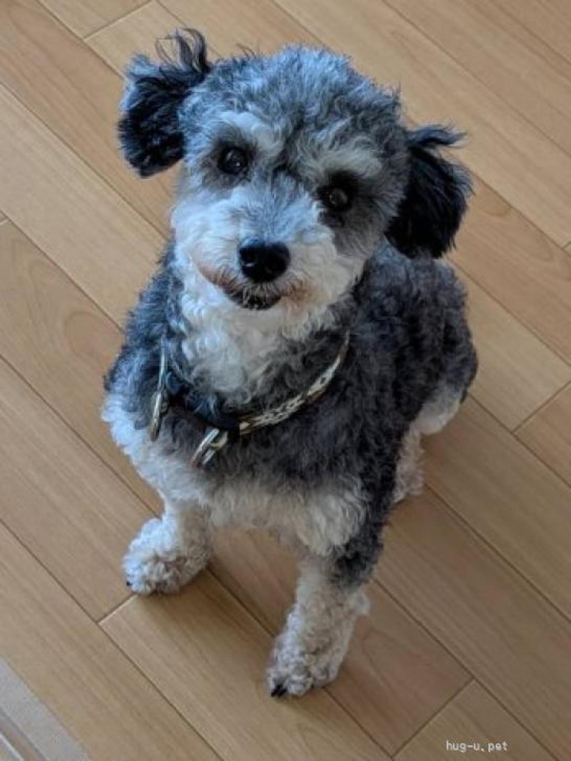 pet-image-2