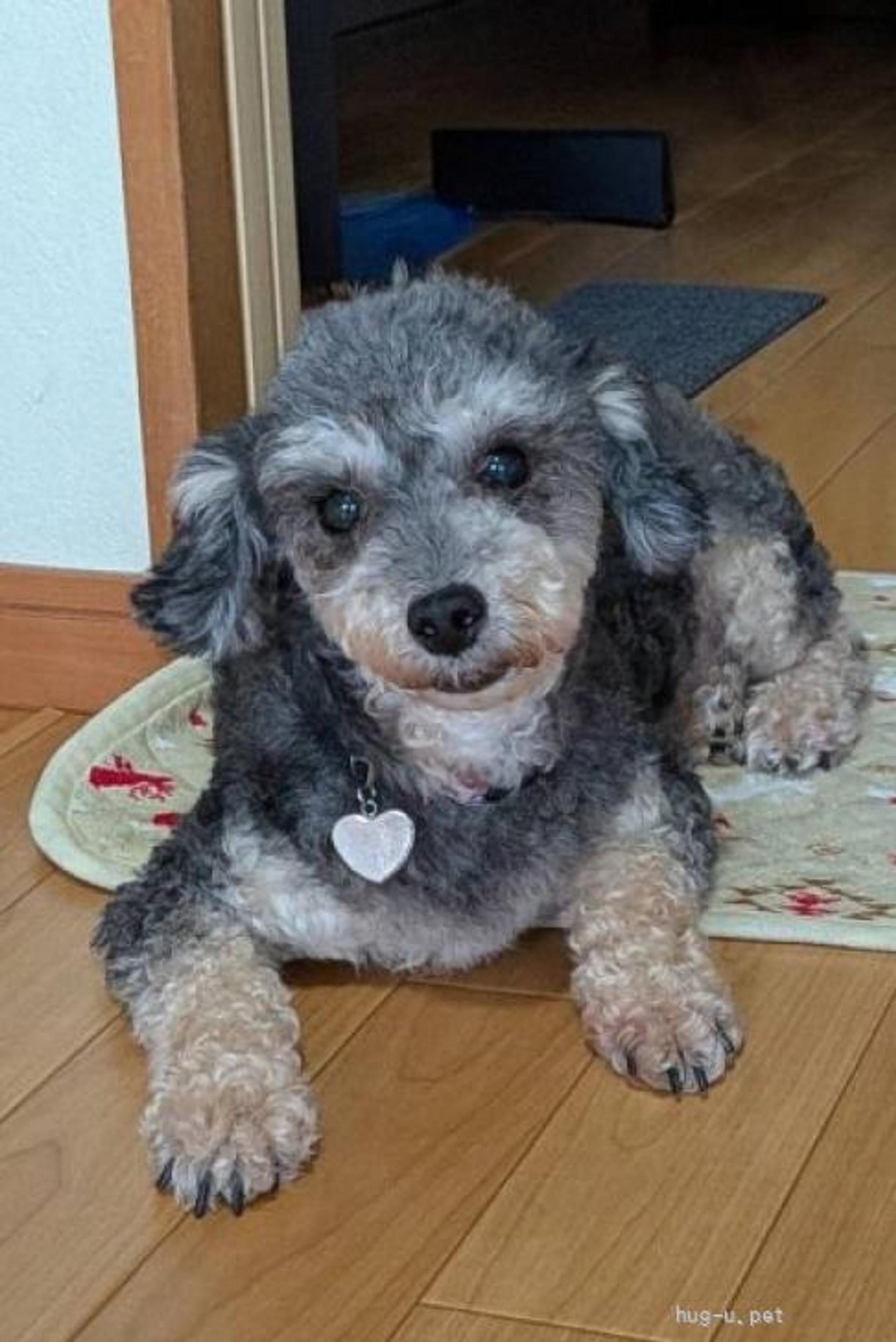 pet-image-4