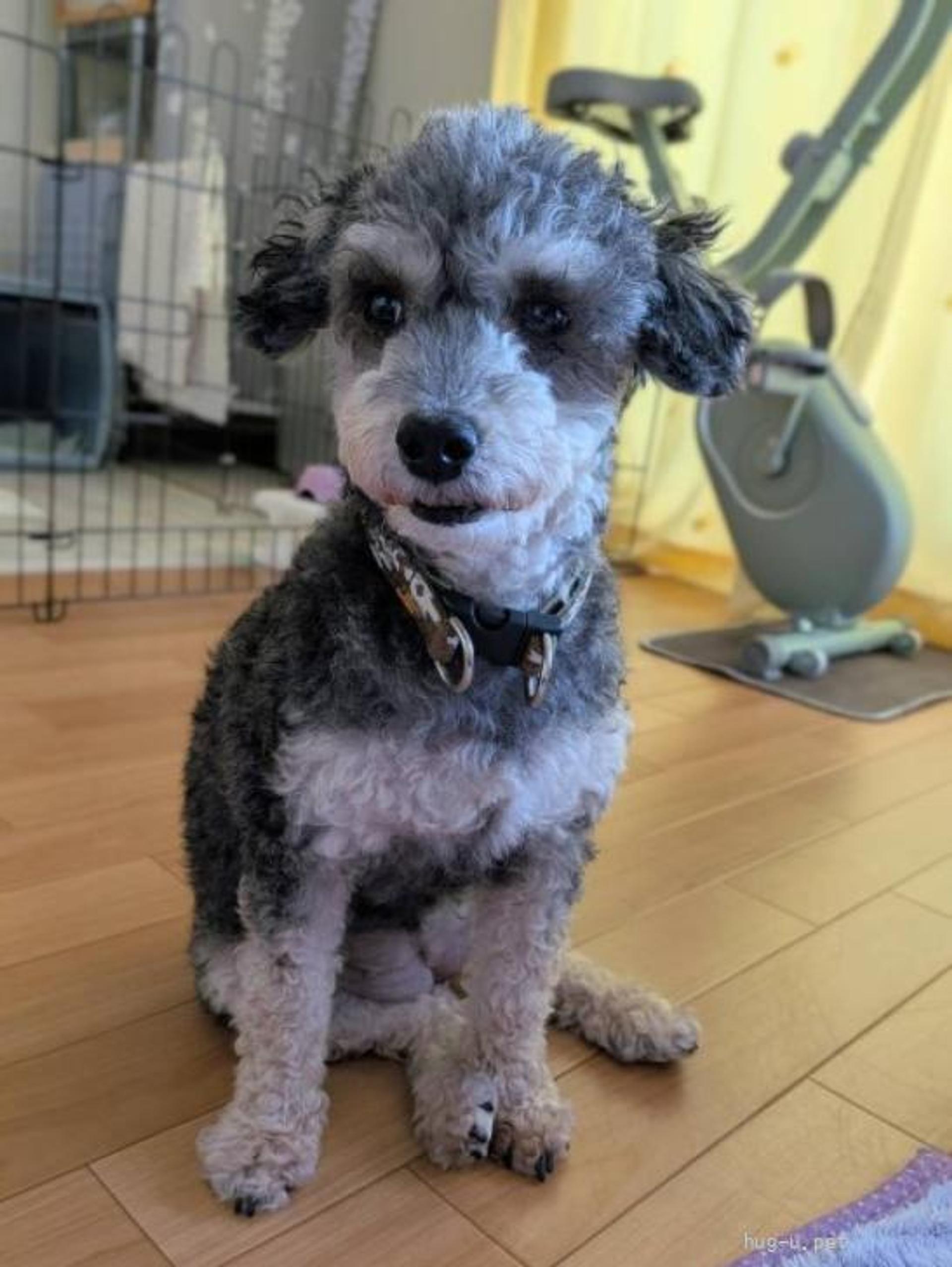 pet-image-5
