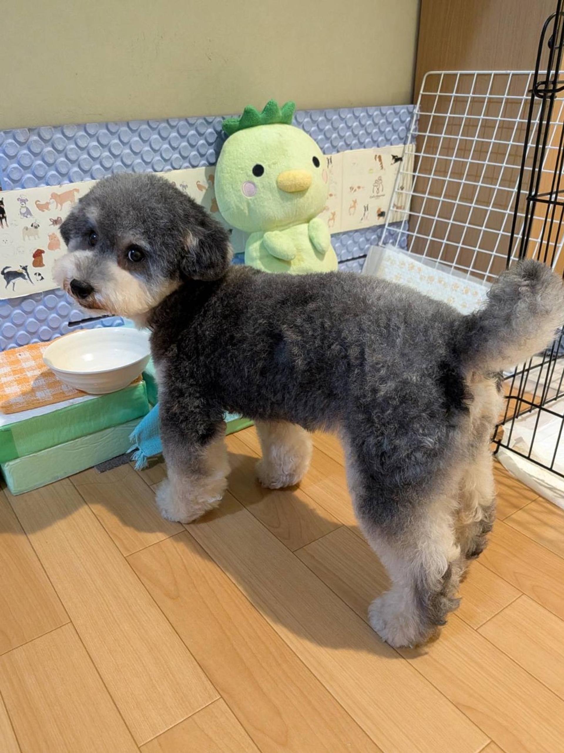 pet-image-4