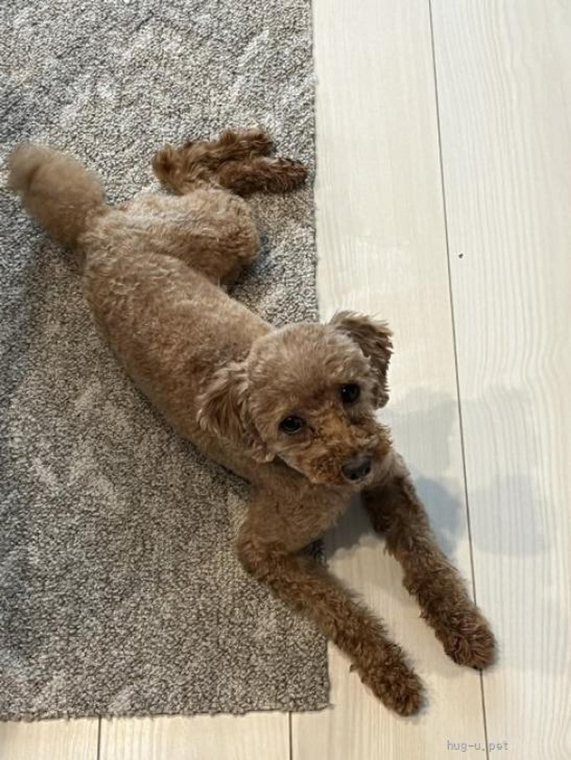 pet-image-3