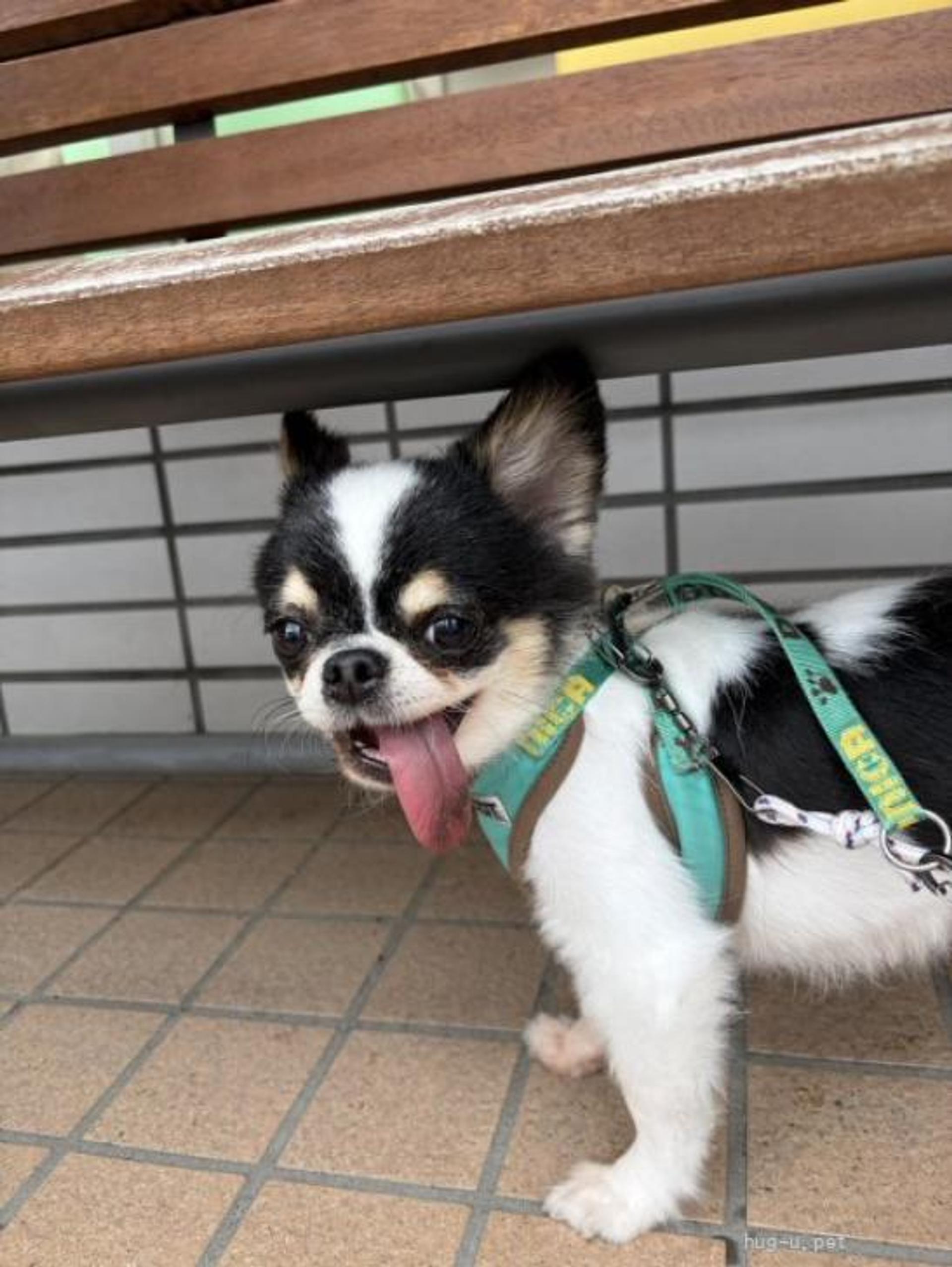 pet-image-2