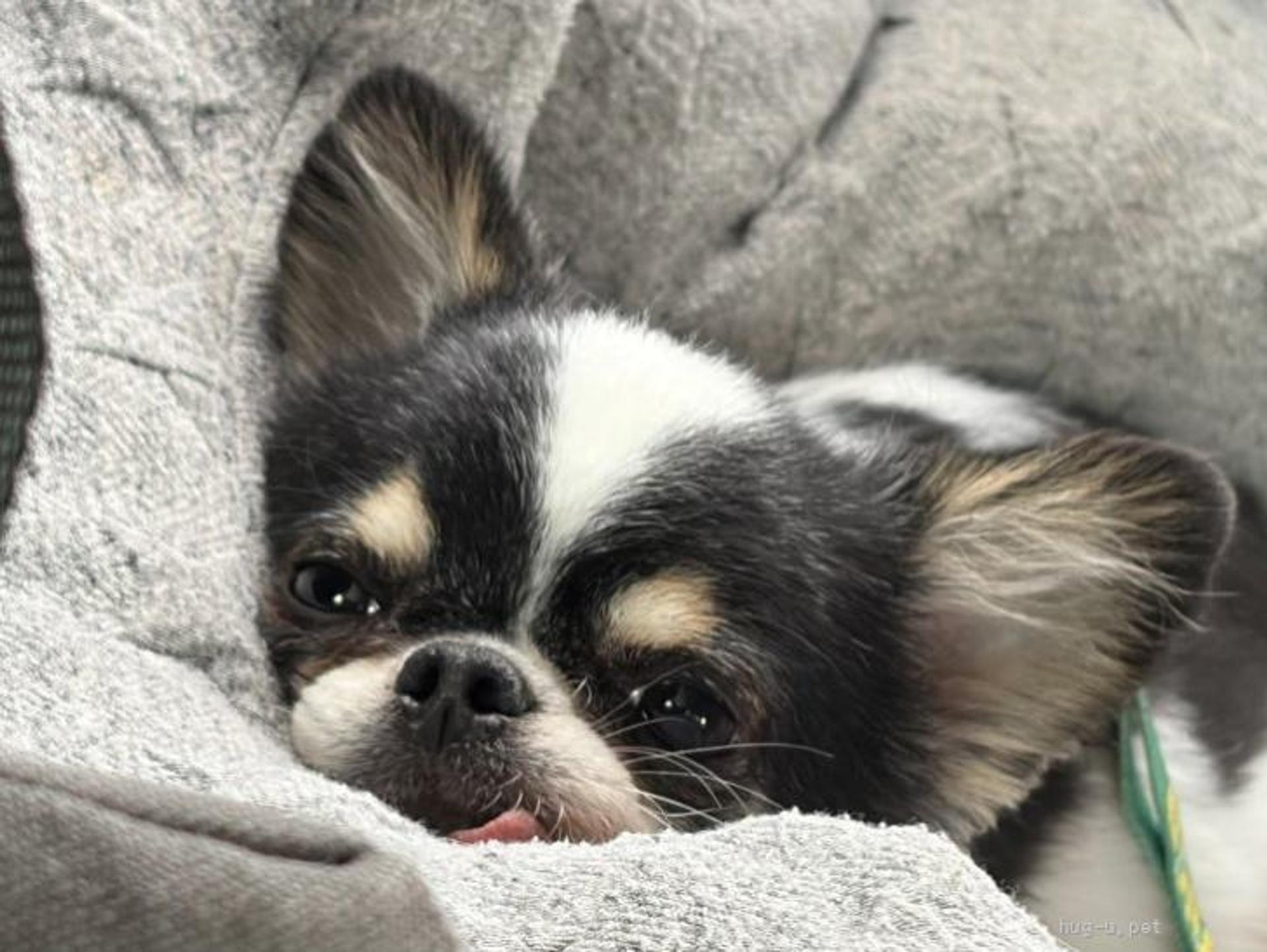 pet-image-3