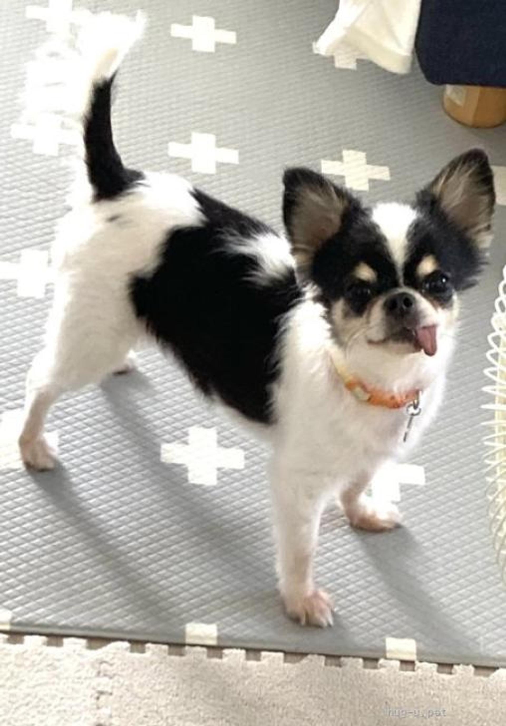 pet-image-4