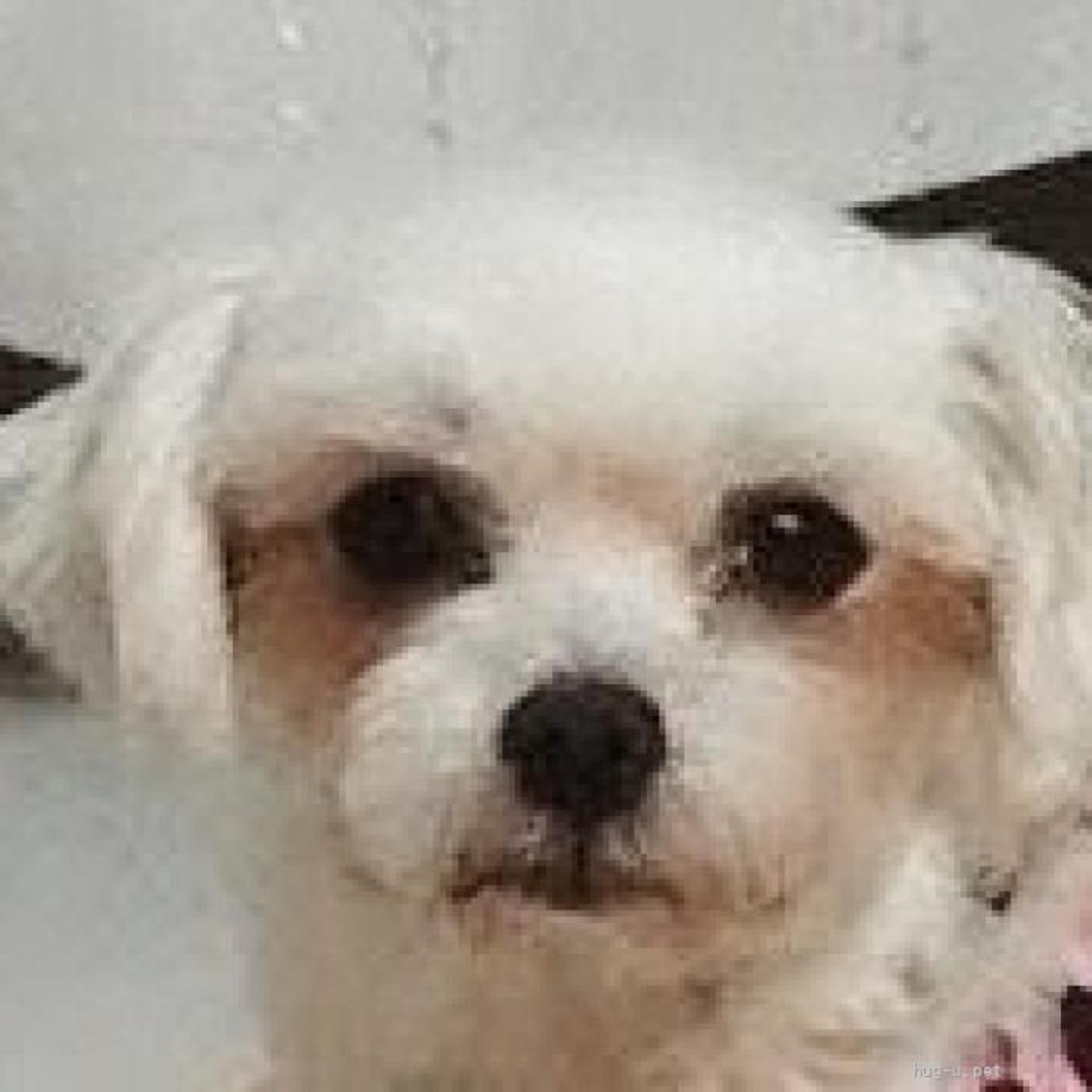 pet-image-2