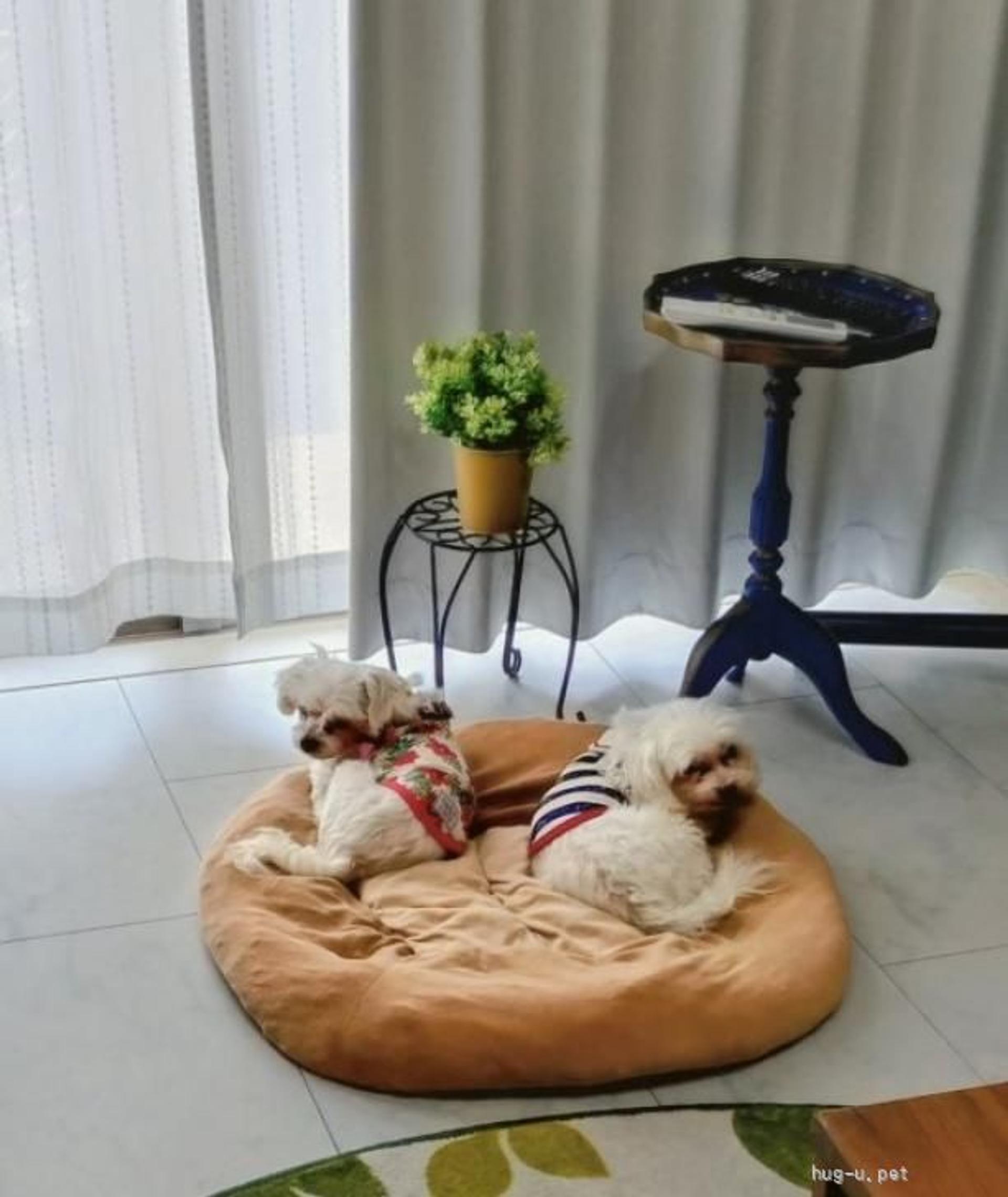 pet-image-3