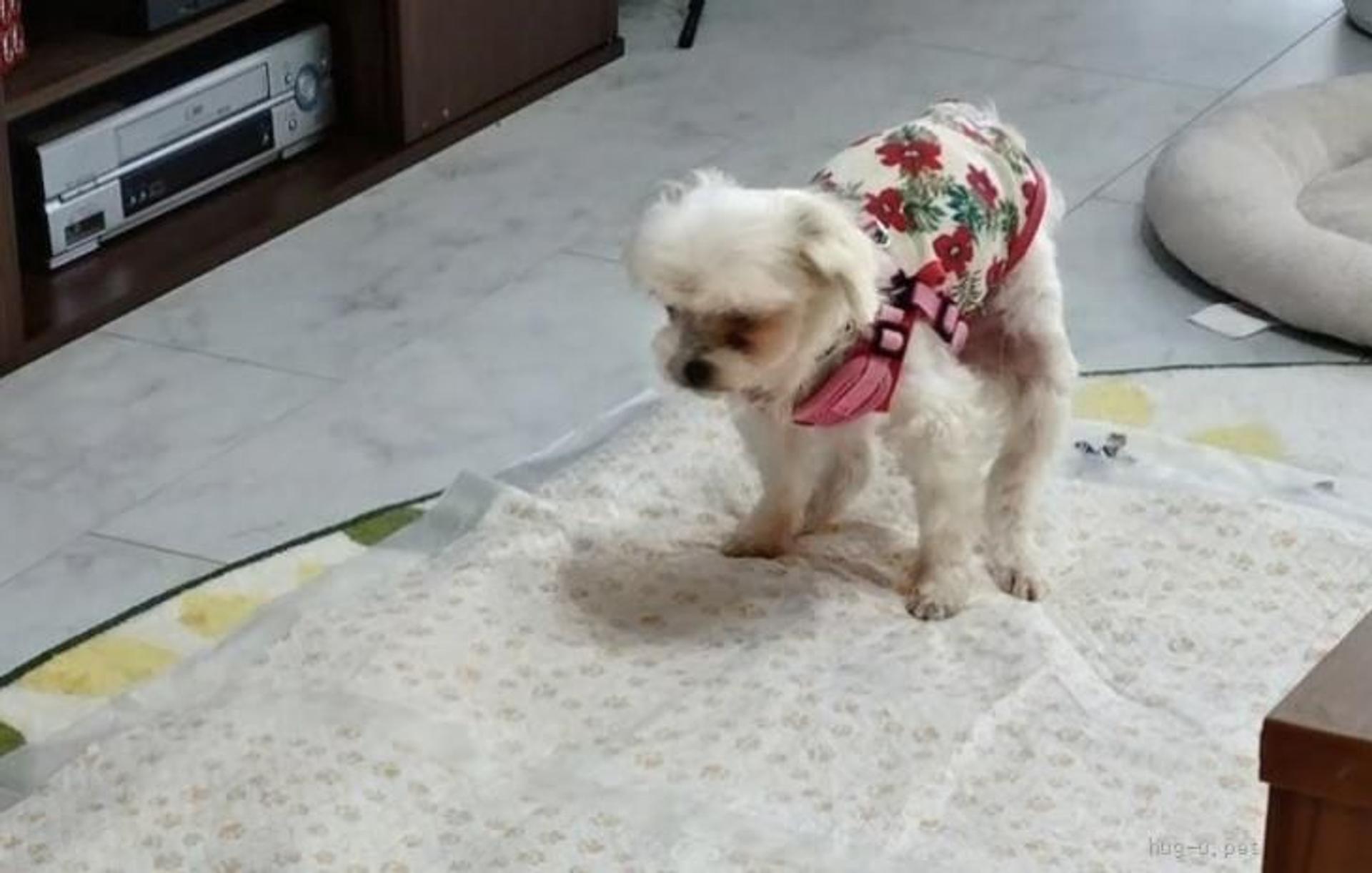pet-image-4