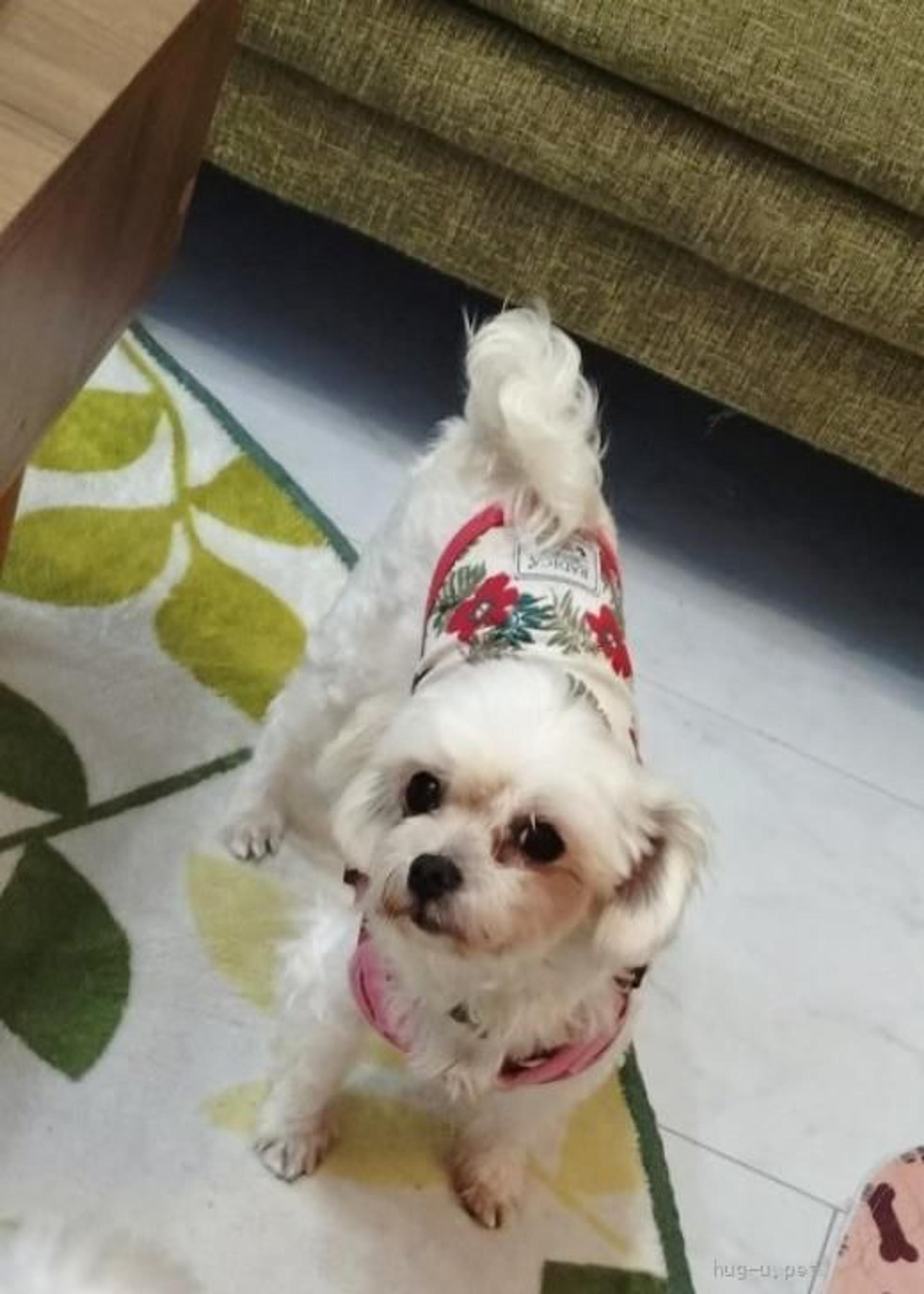 pet-image-6