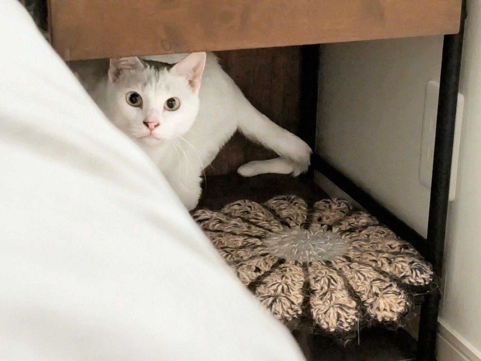 雑種（ミックス猫）・メスの里親募集の写真