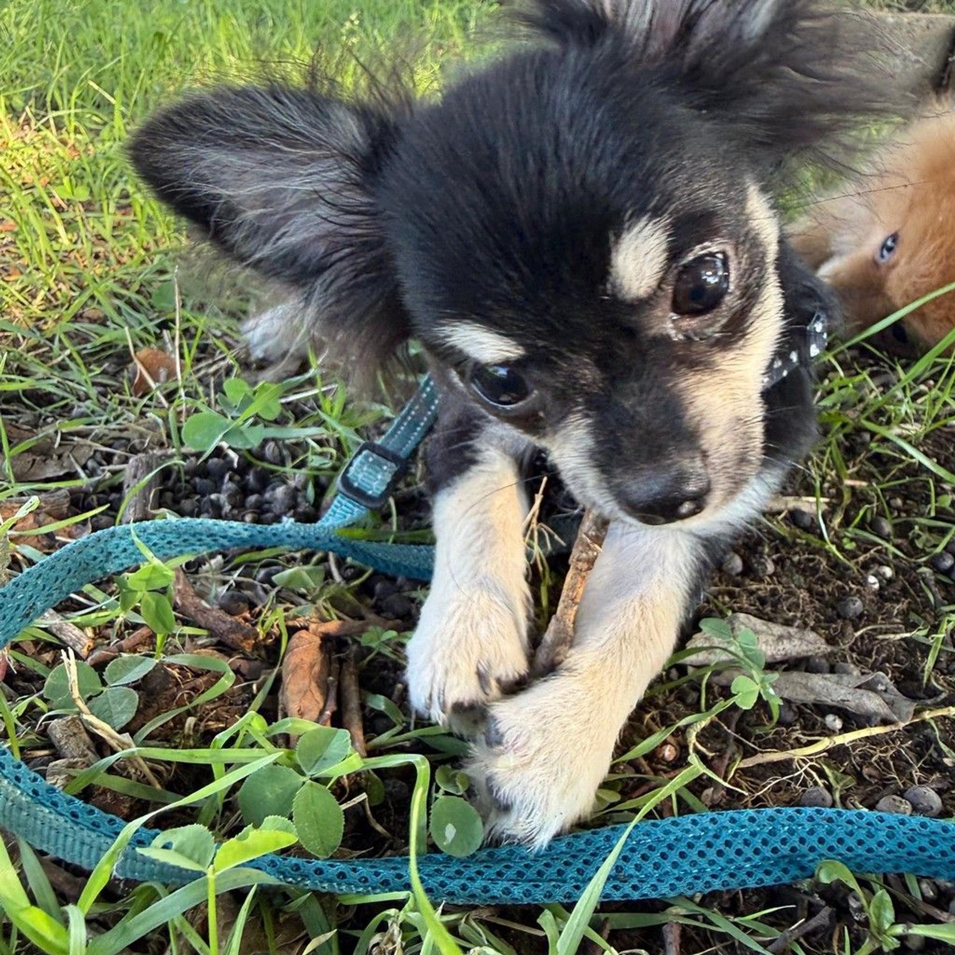 pet-image-2
