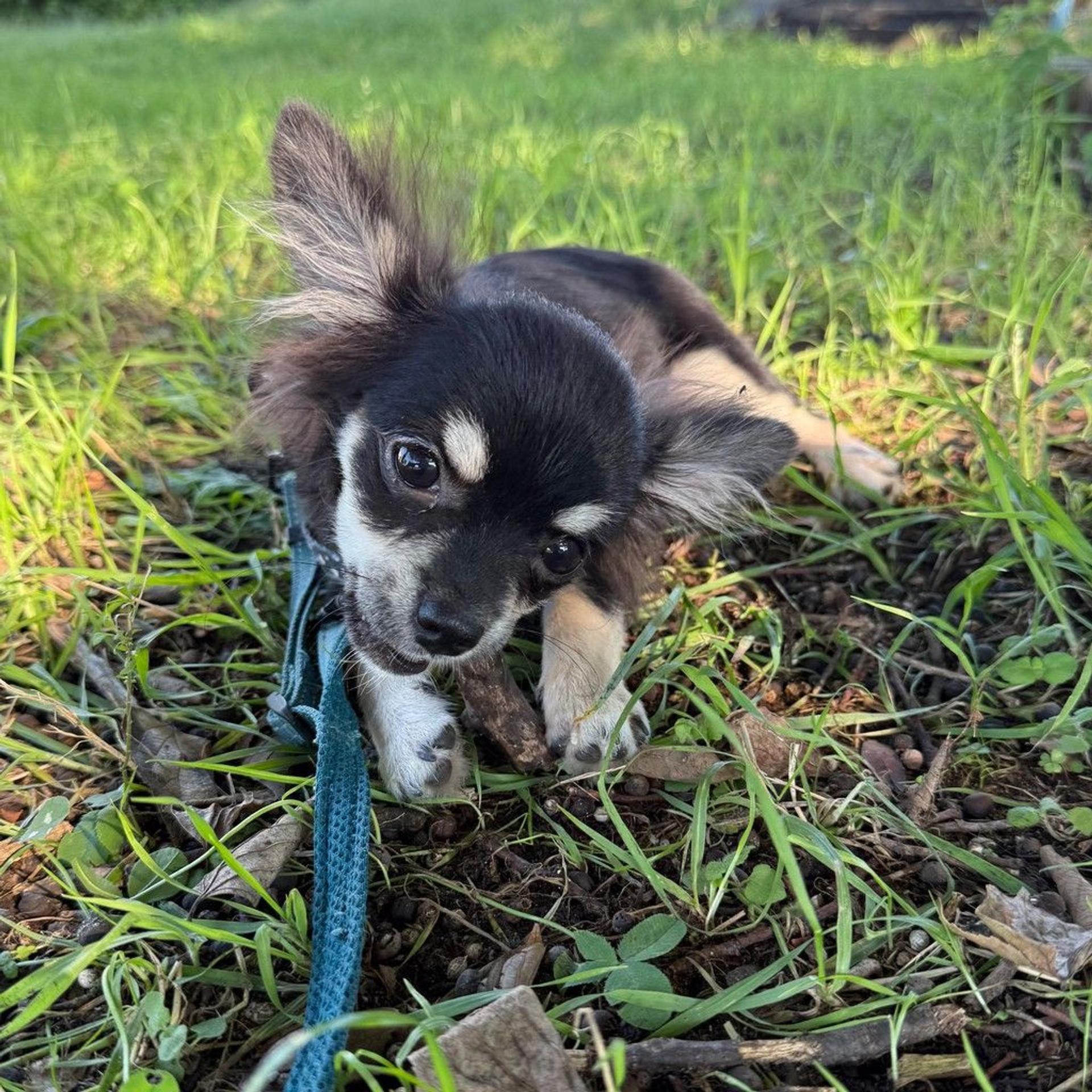 pet-image-3