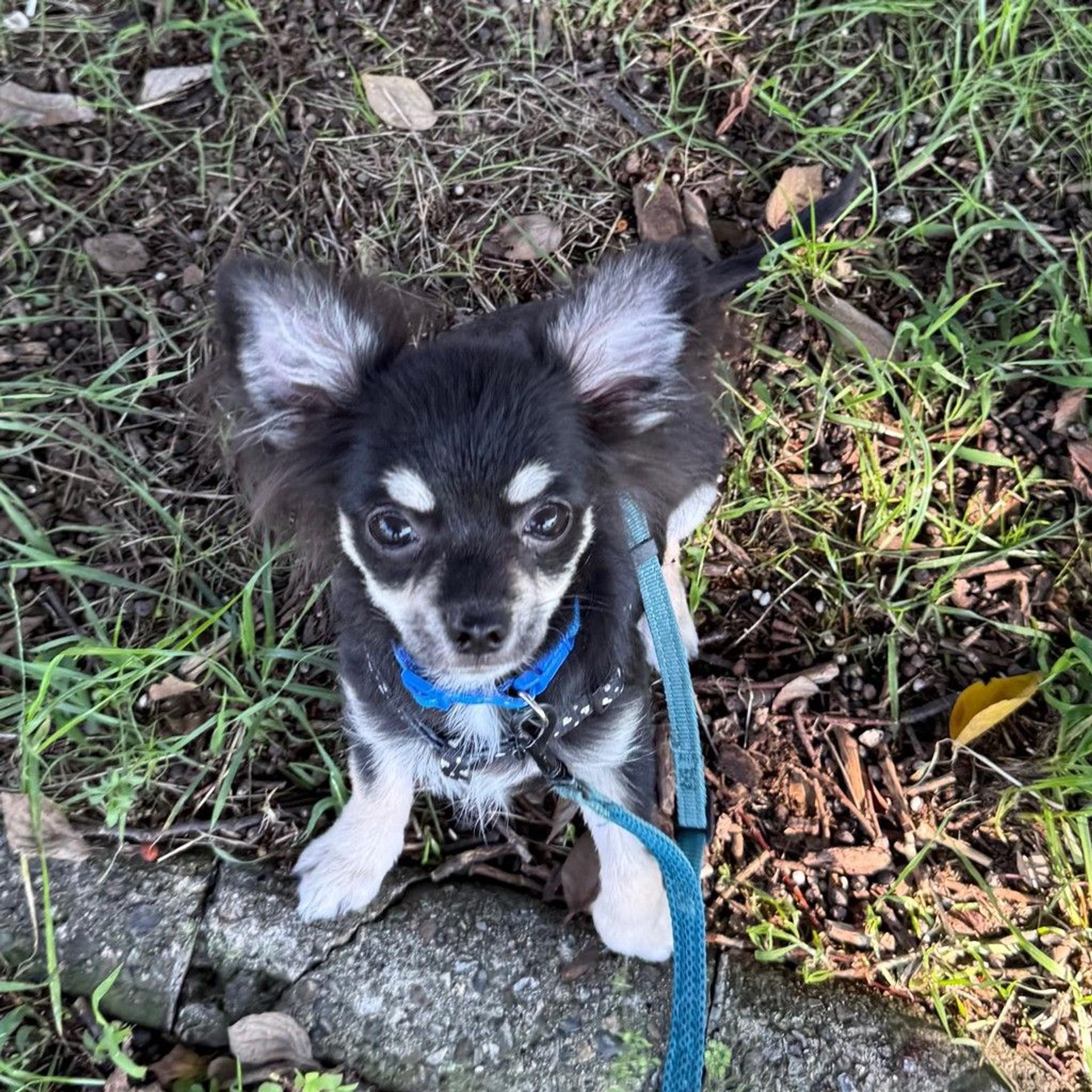 pet-image-4
