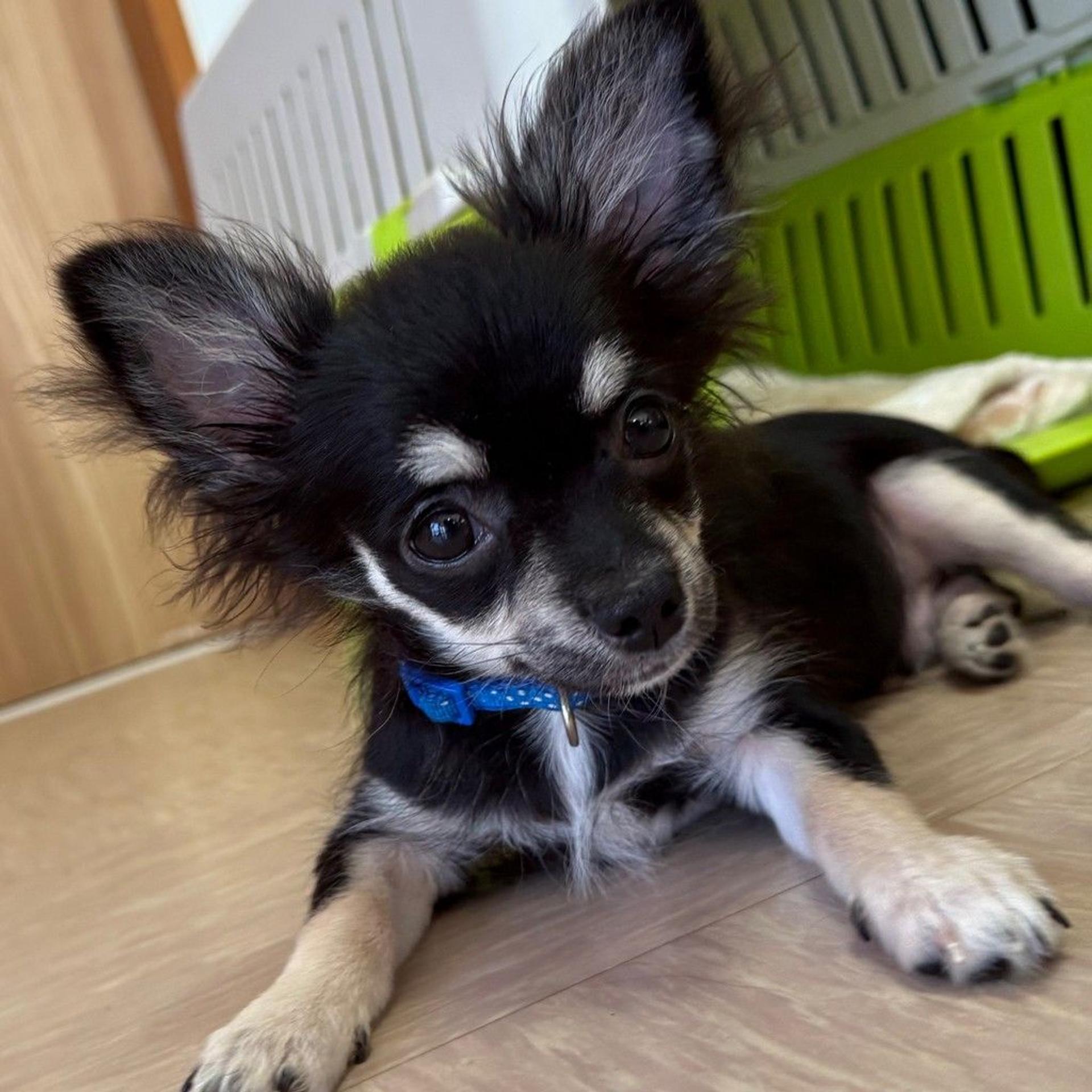 pet-image-6