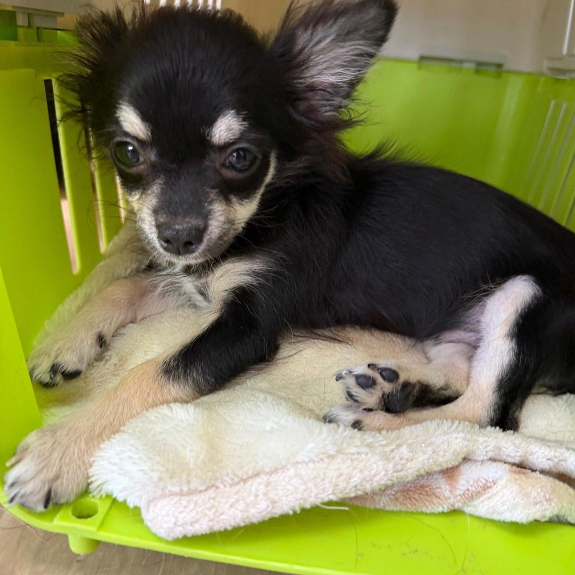pet-image-8