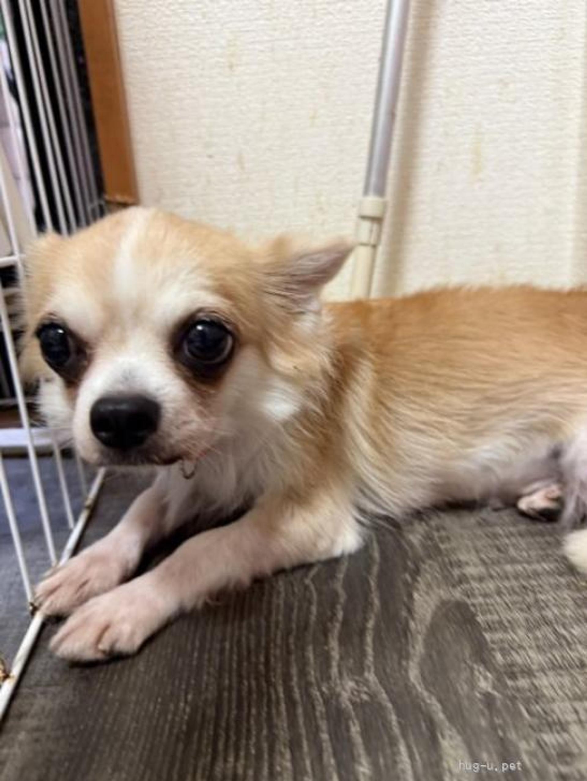 pet-image-3