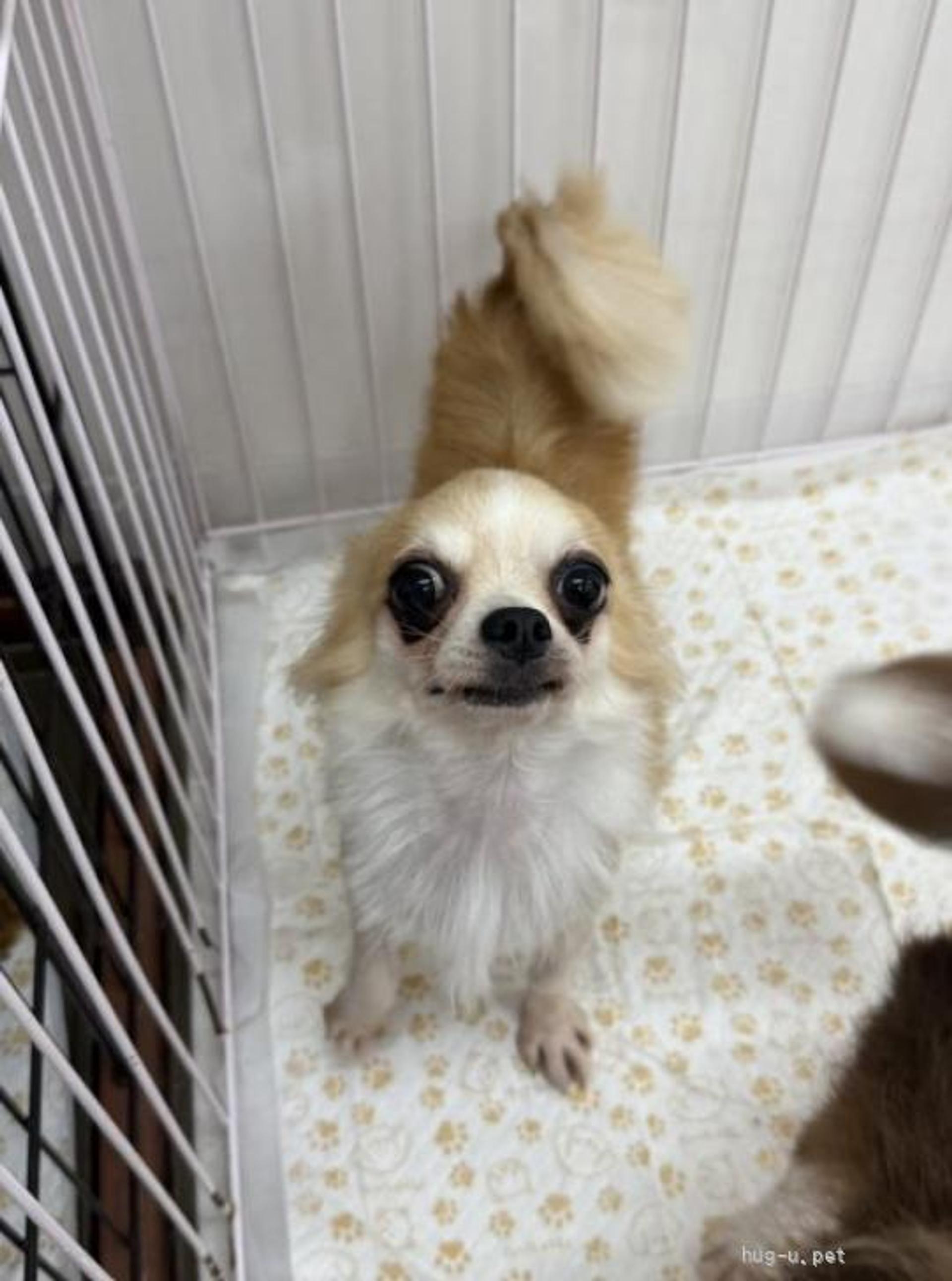pet-image-6