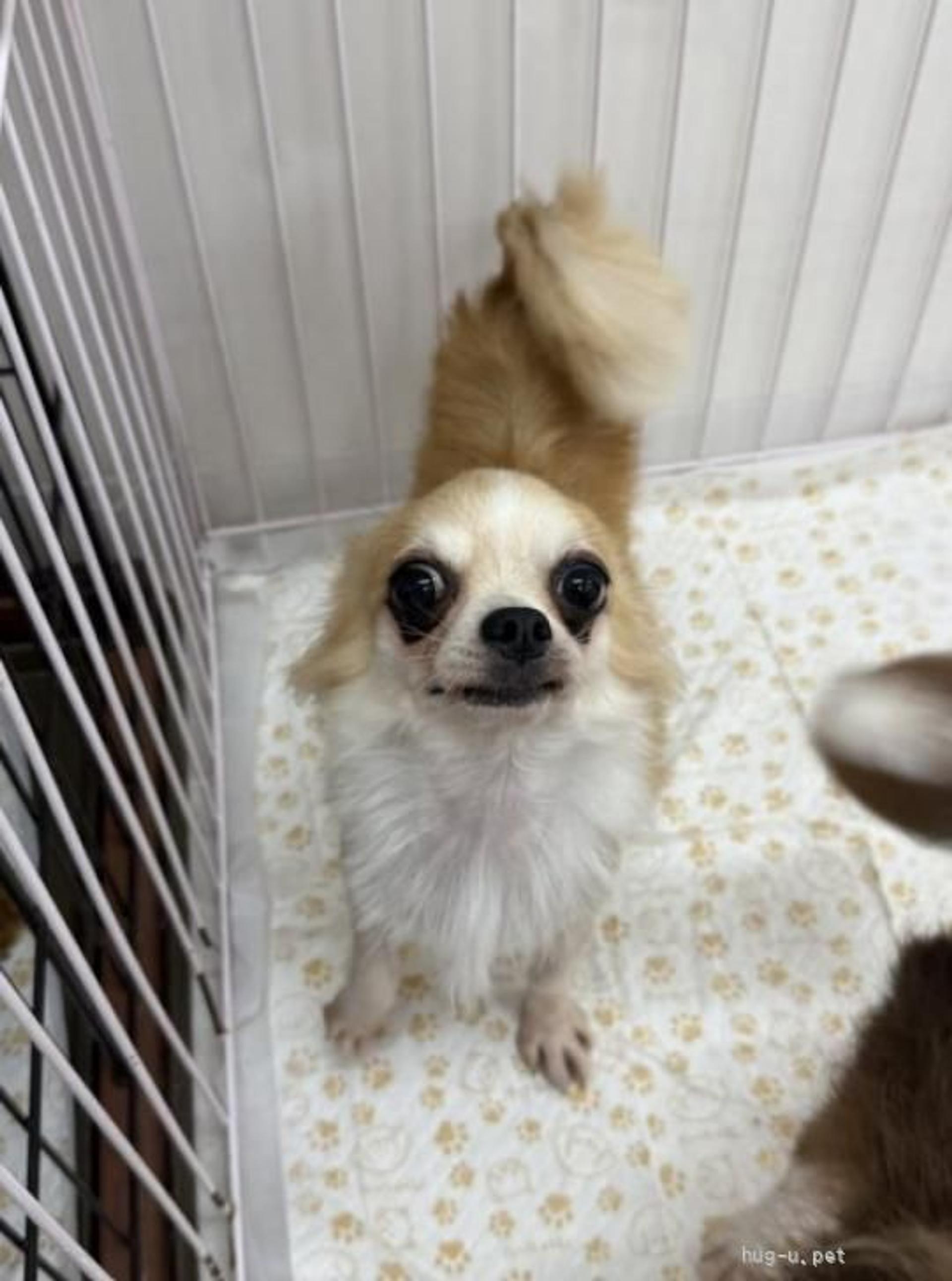 pet-image-5