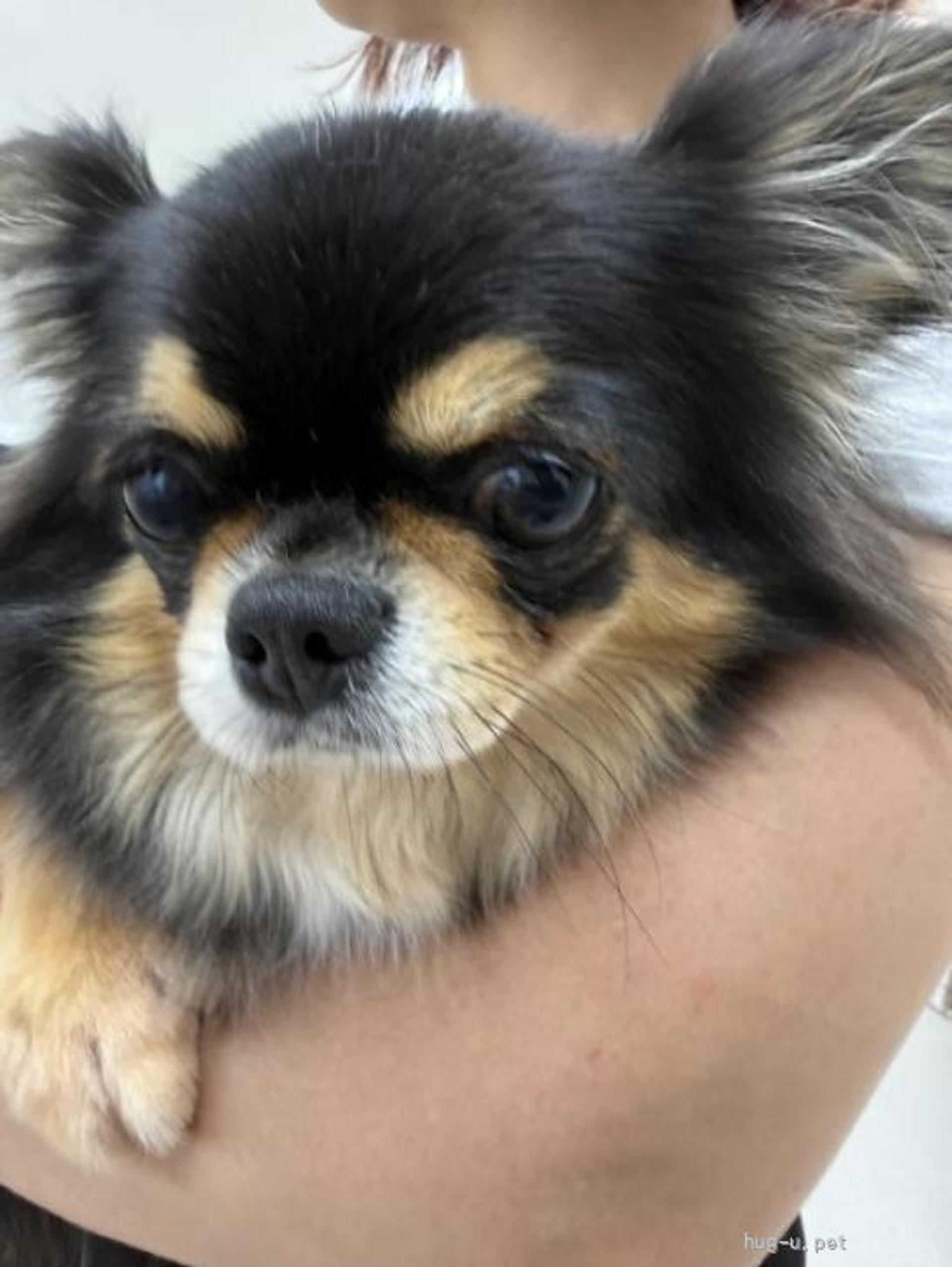 pet-image-3