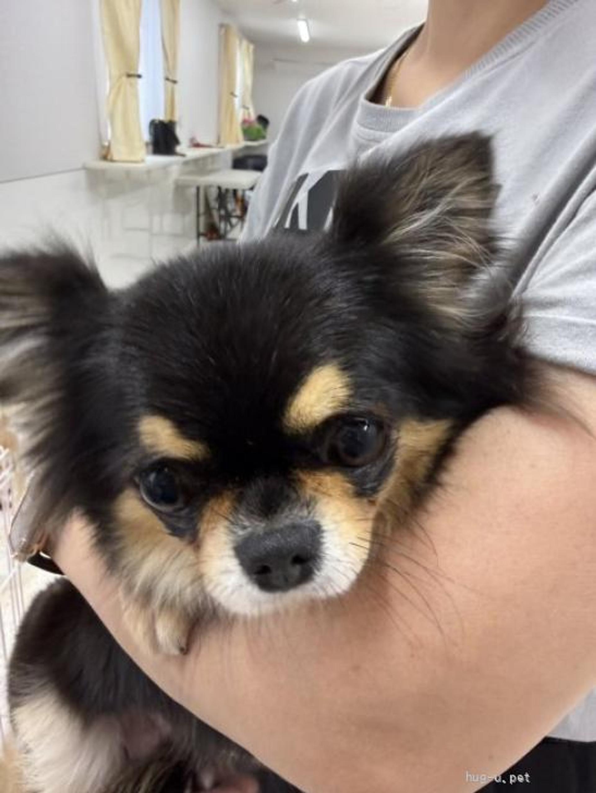 pet-image-4