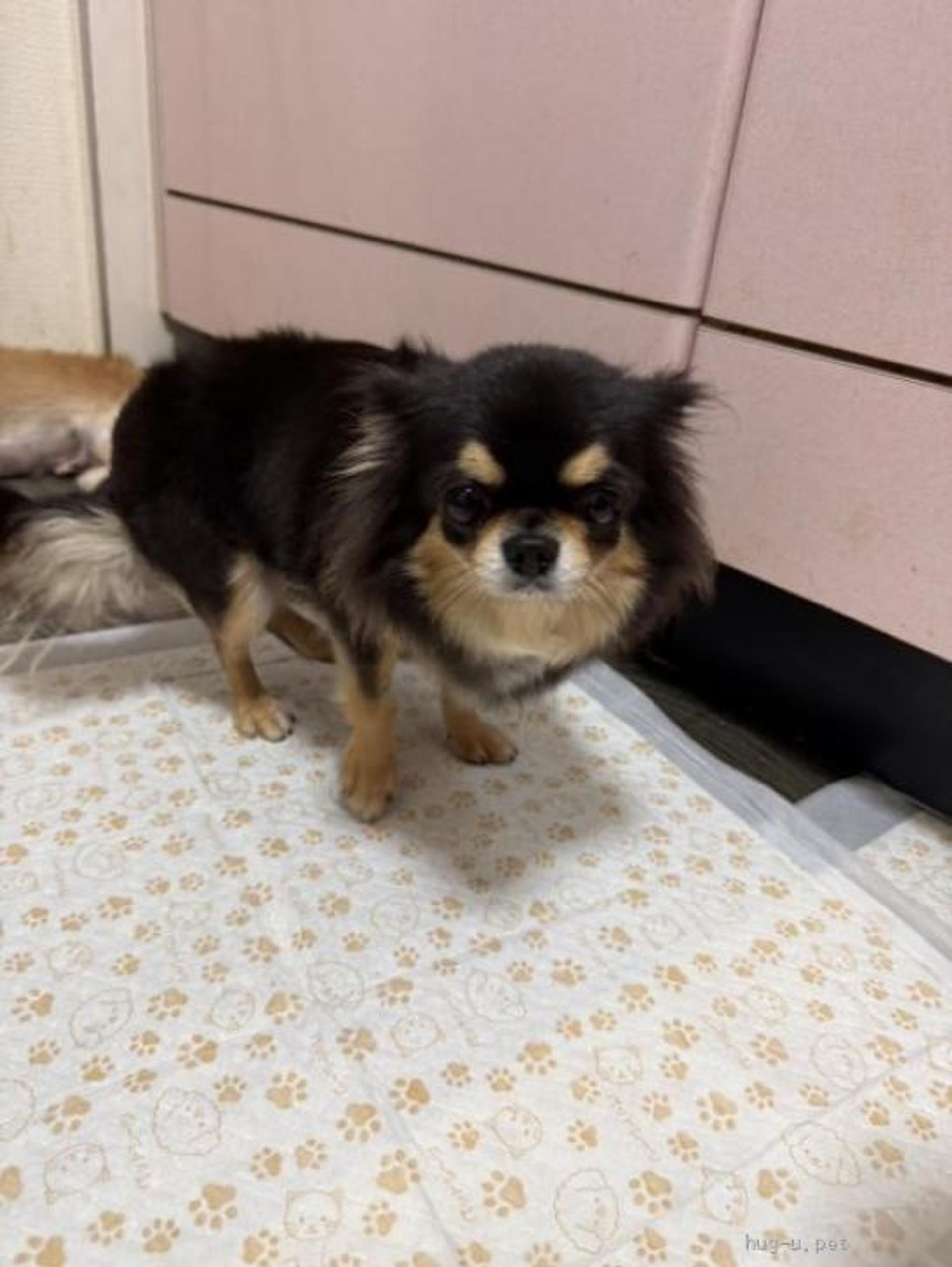 pet-image-5