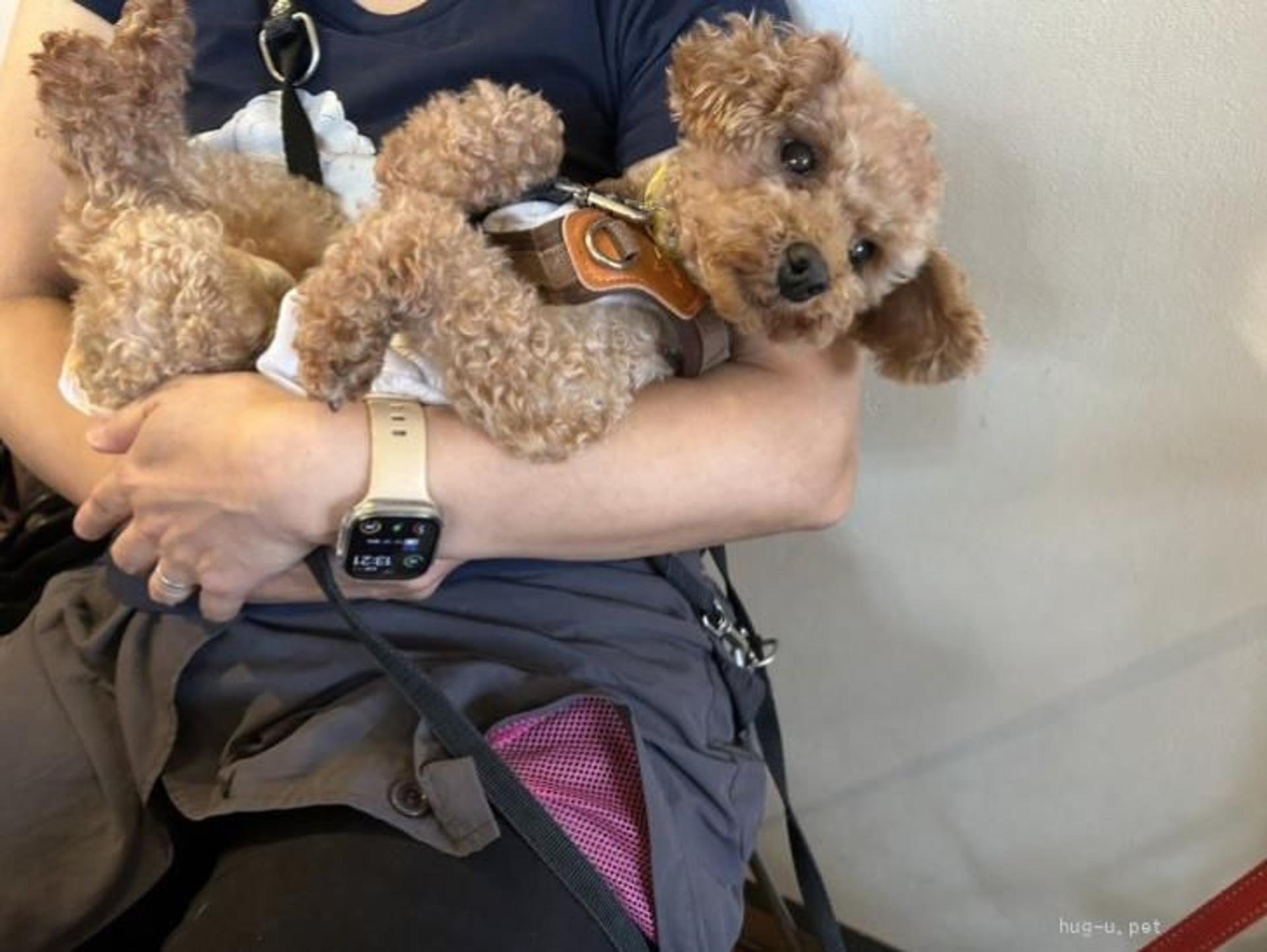 pet-image-4