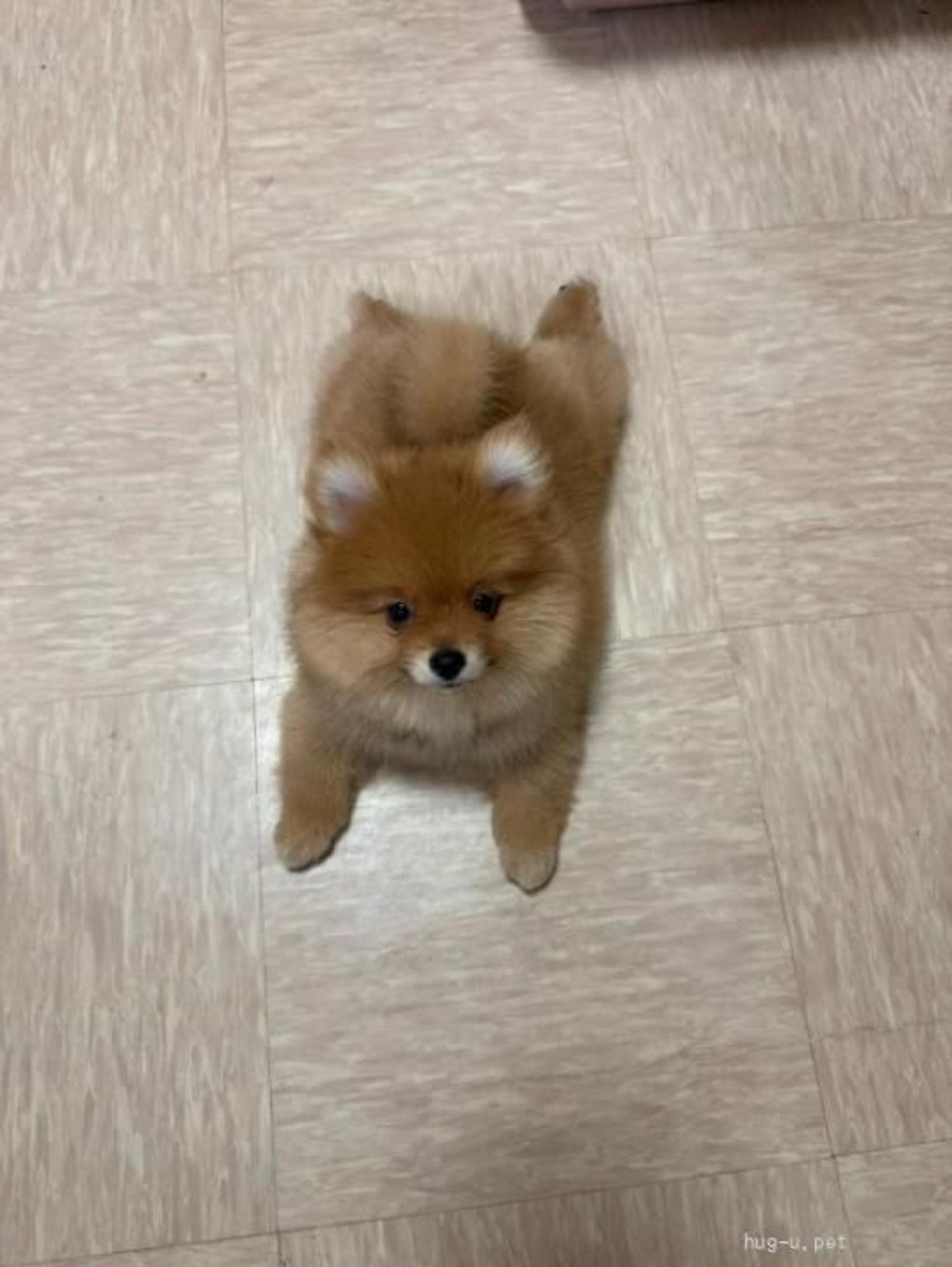 pet-image-2