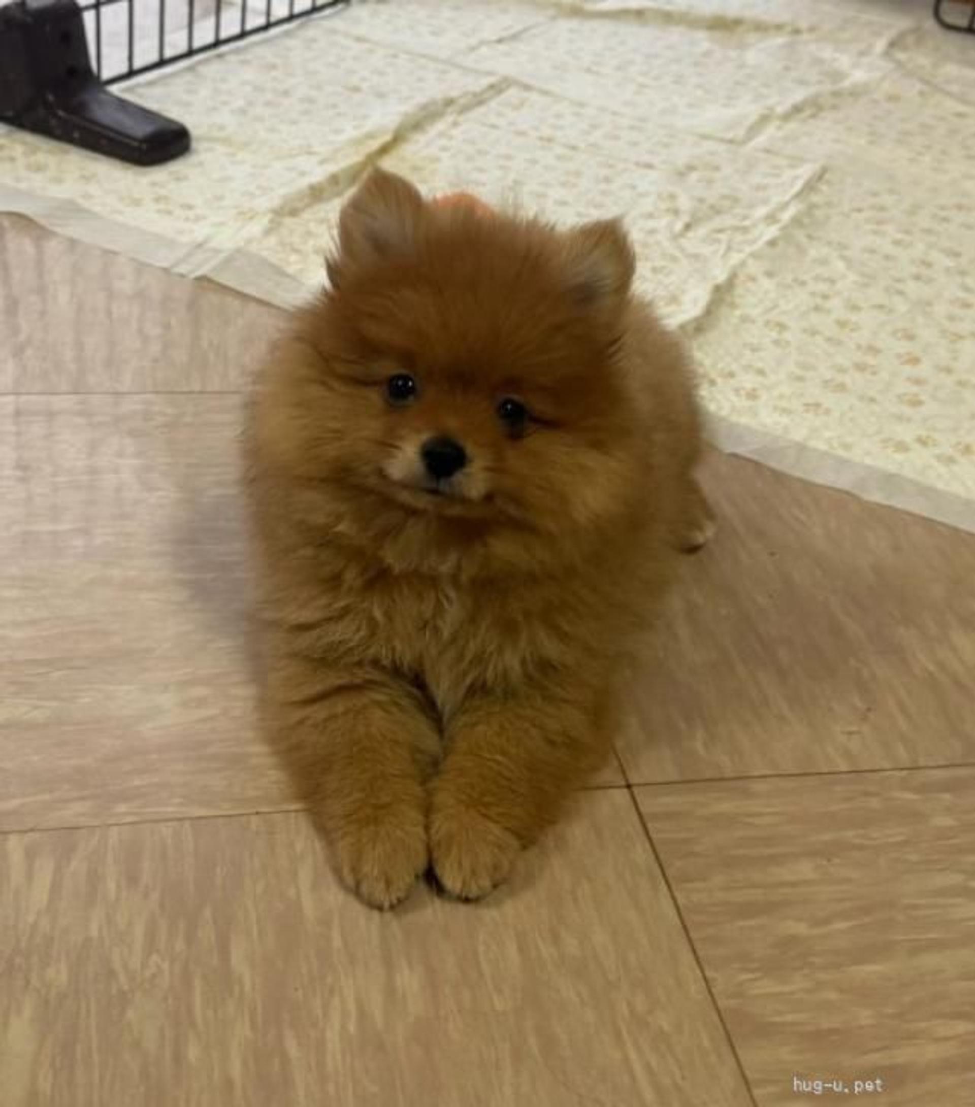 pet-image-3