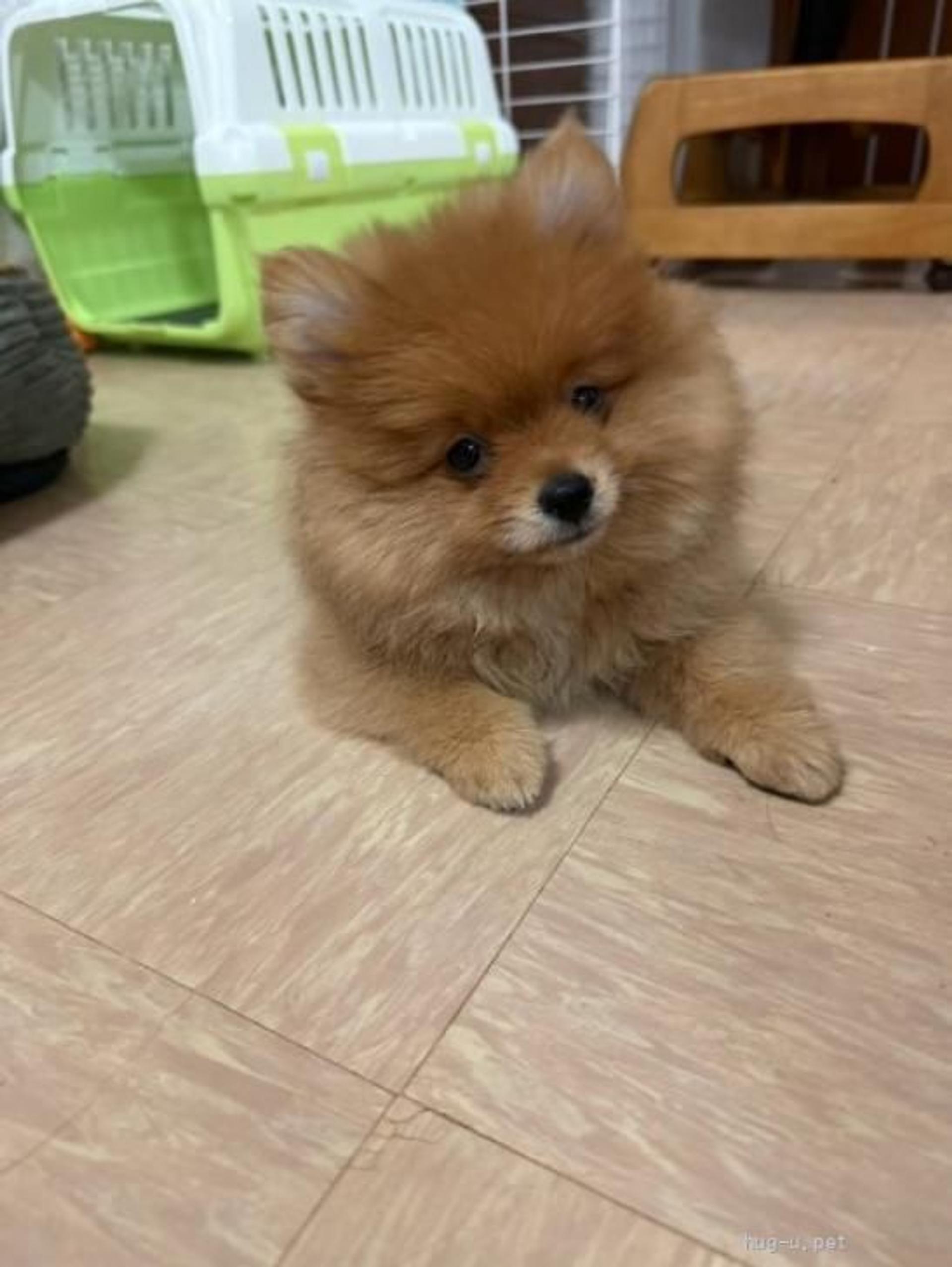 pet-image-5