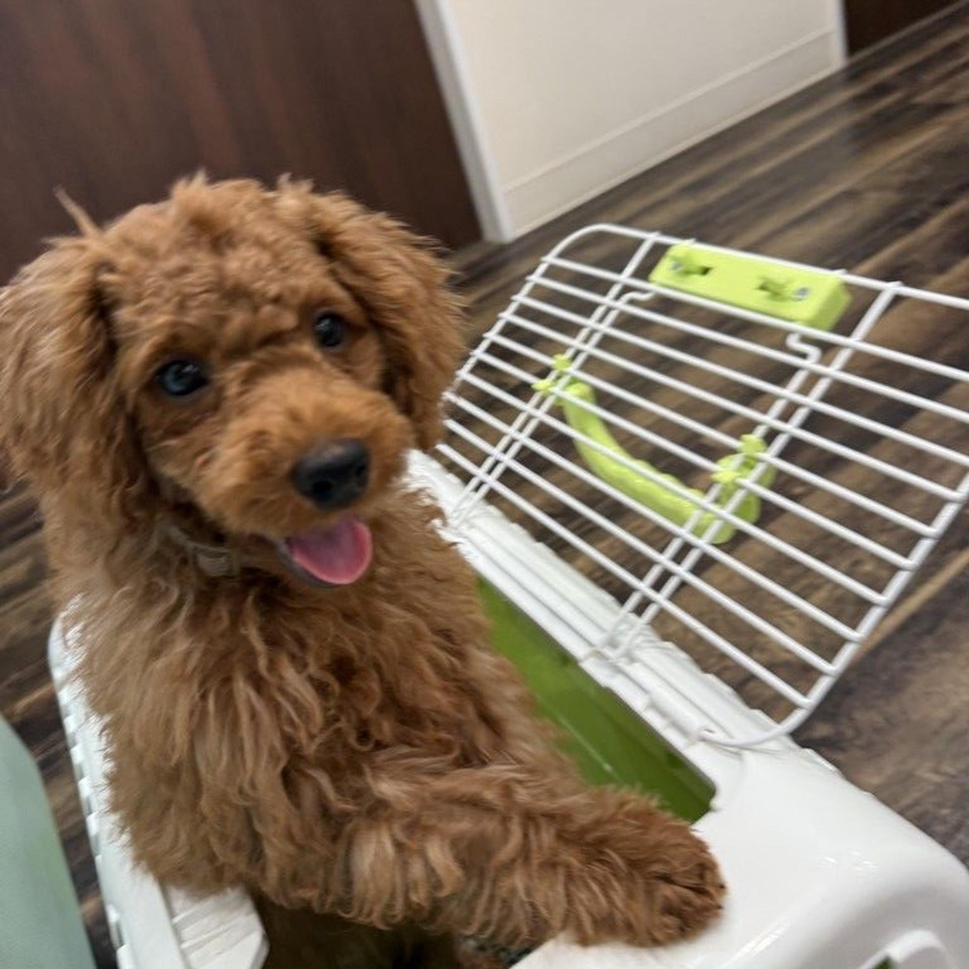 pet-image-2