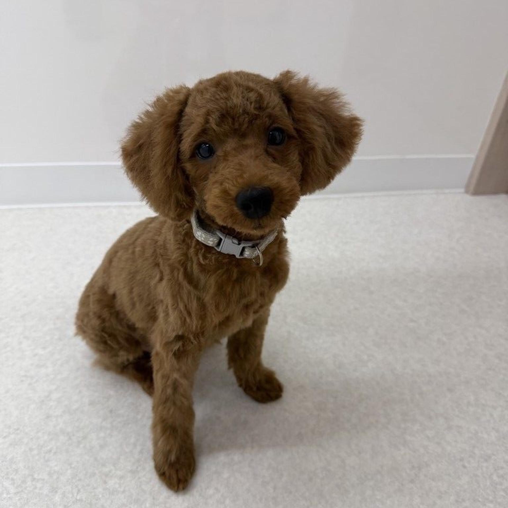 pet-image-4