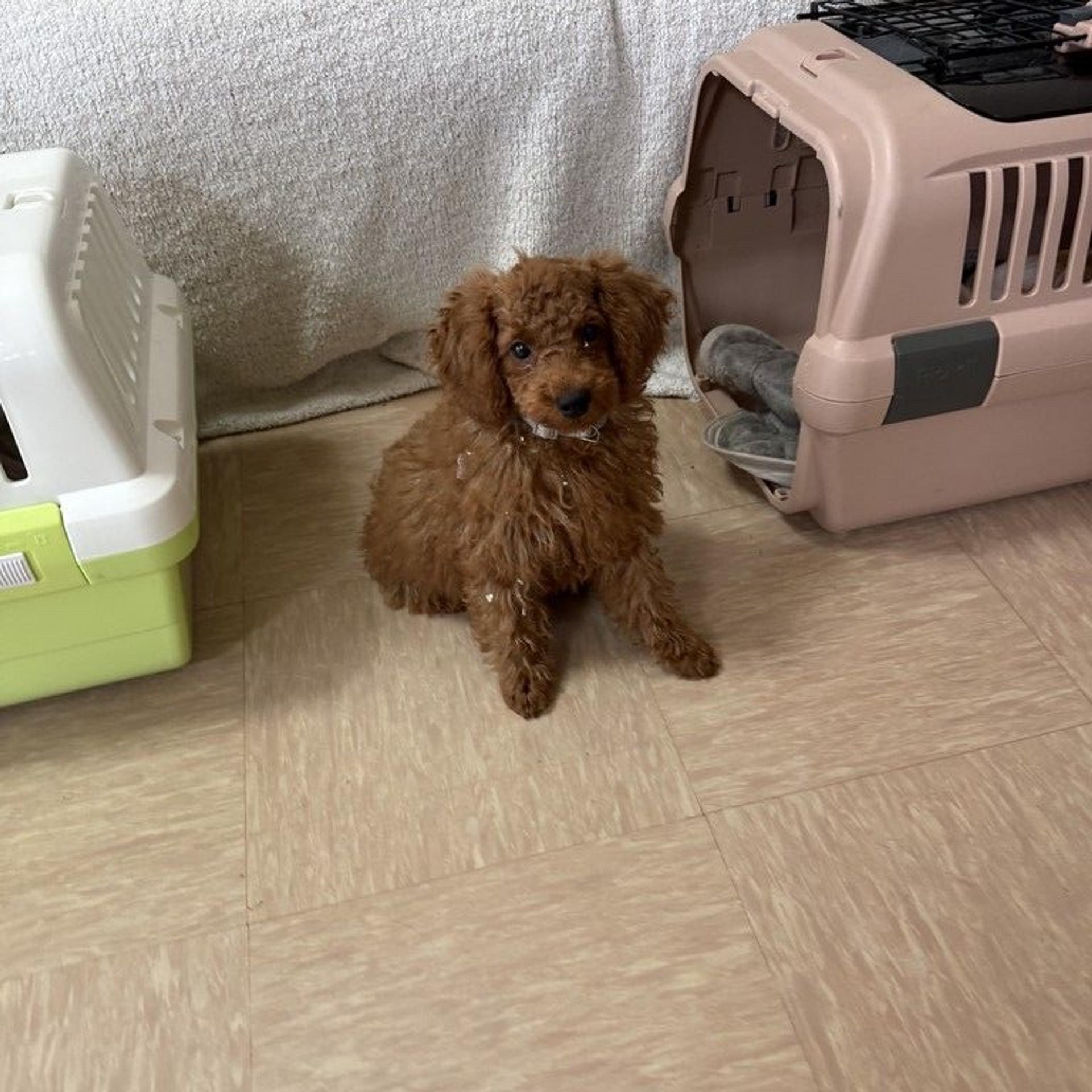 pet-image-7