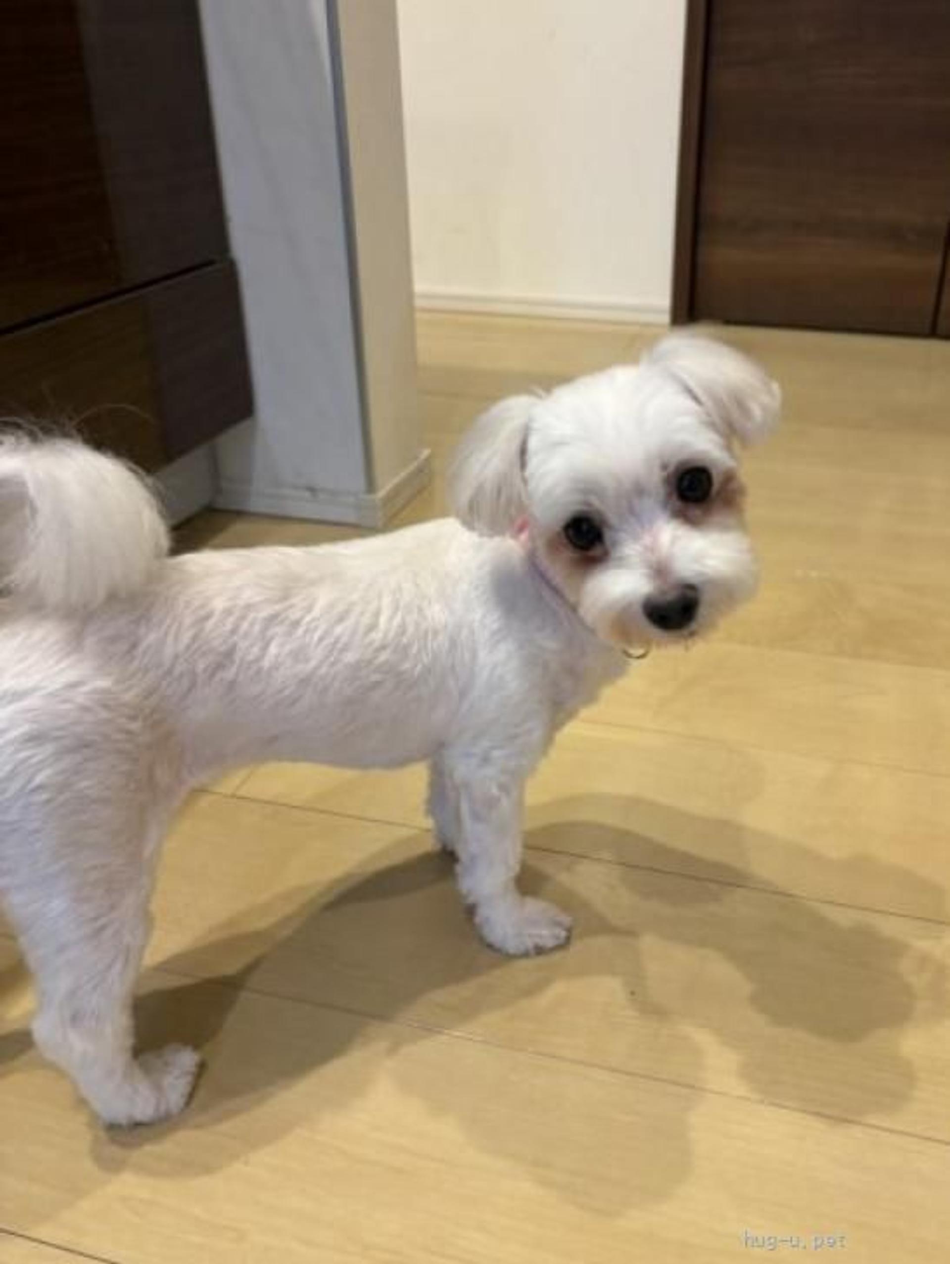 pet-image-2