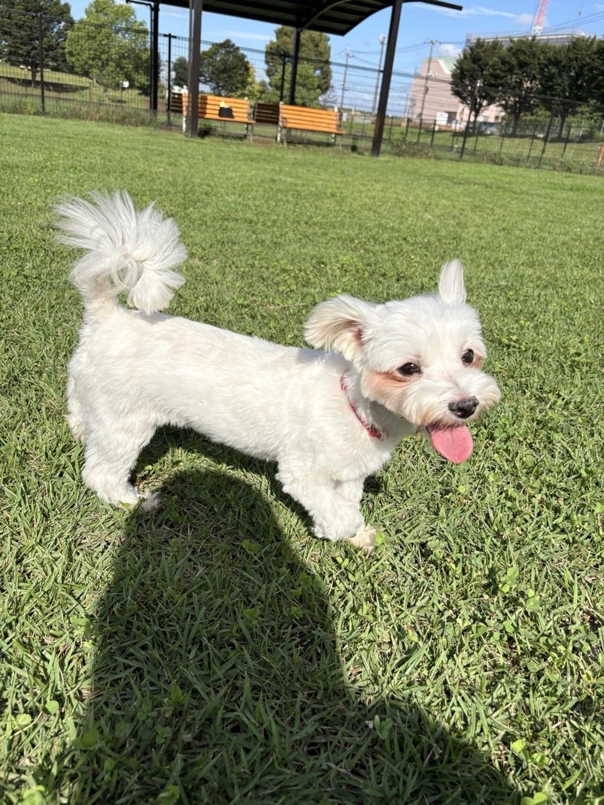 pet-image-3