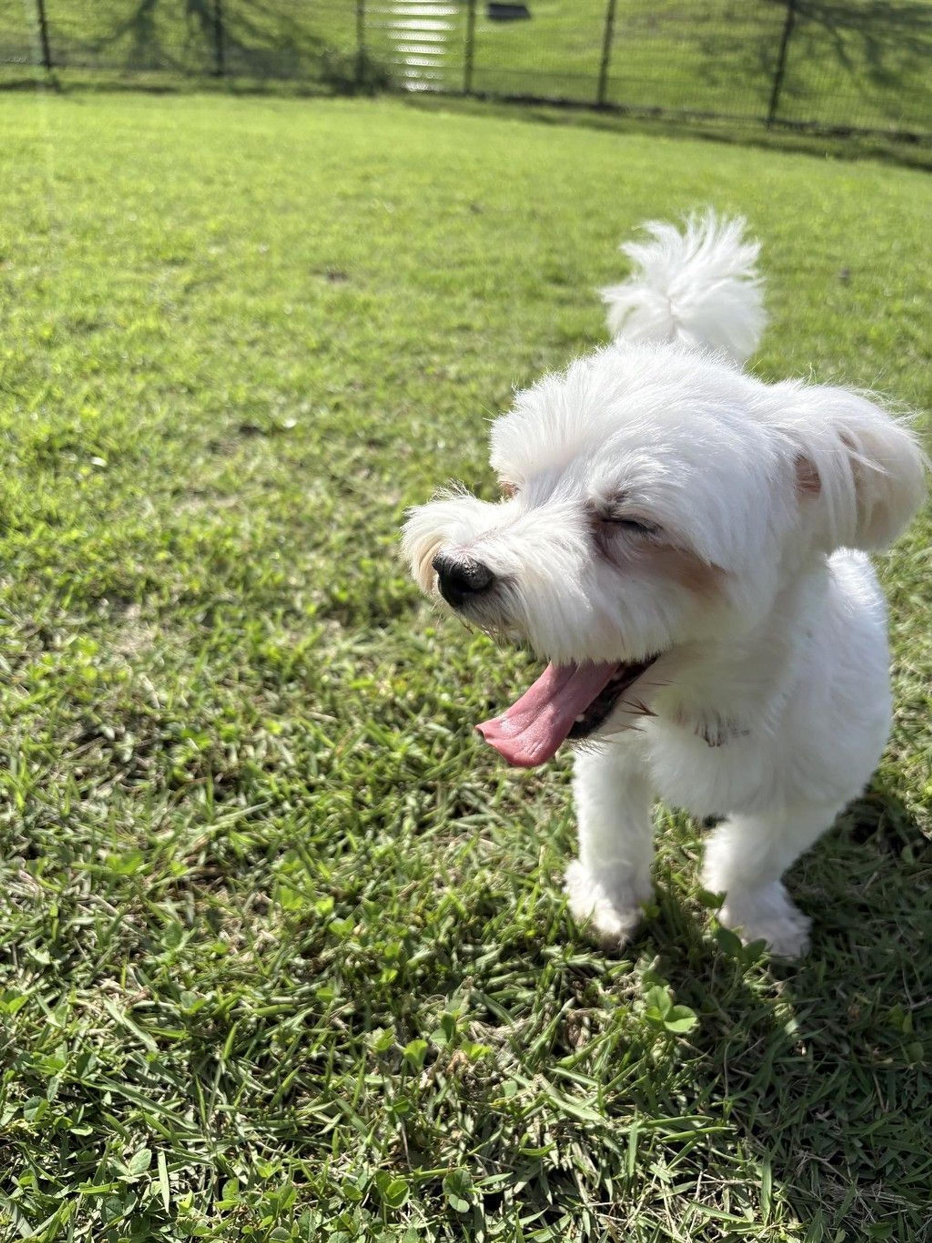 pet-image-5