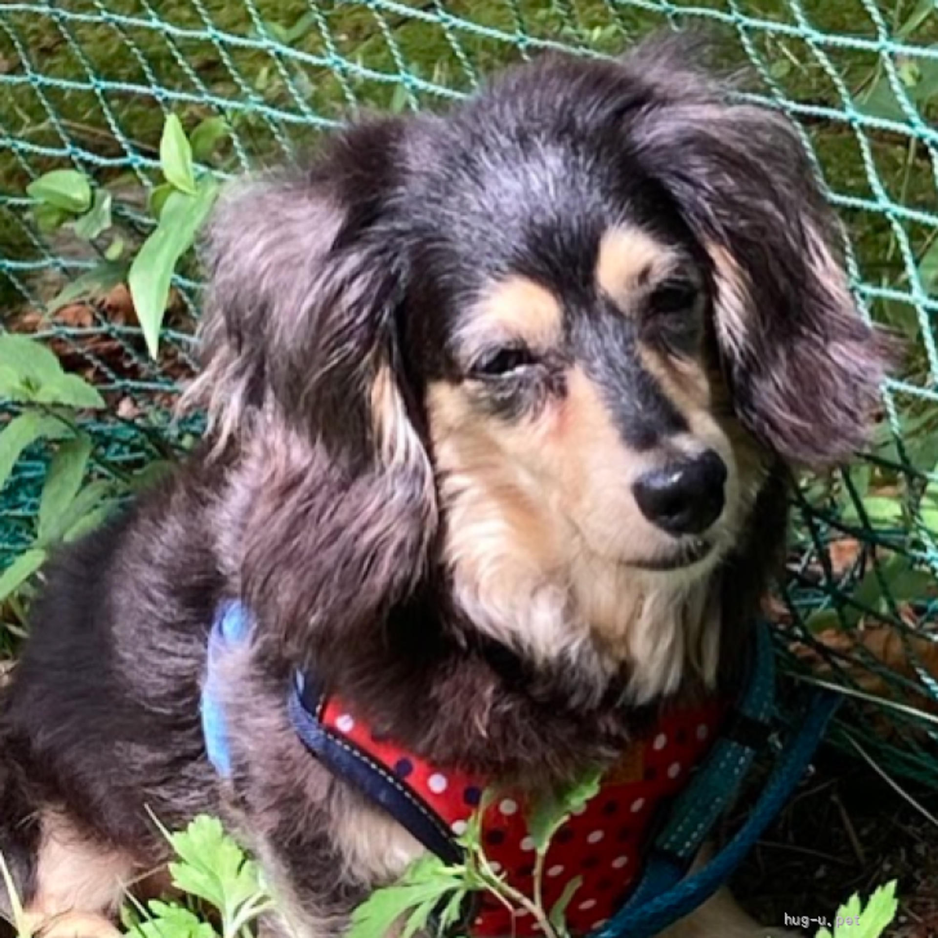pet-image-4