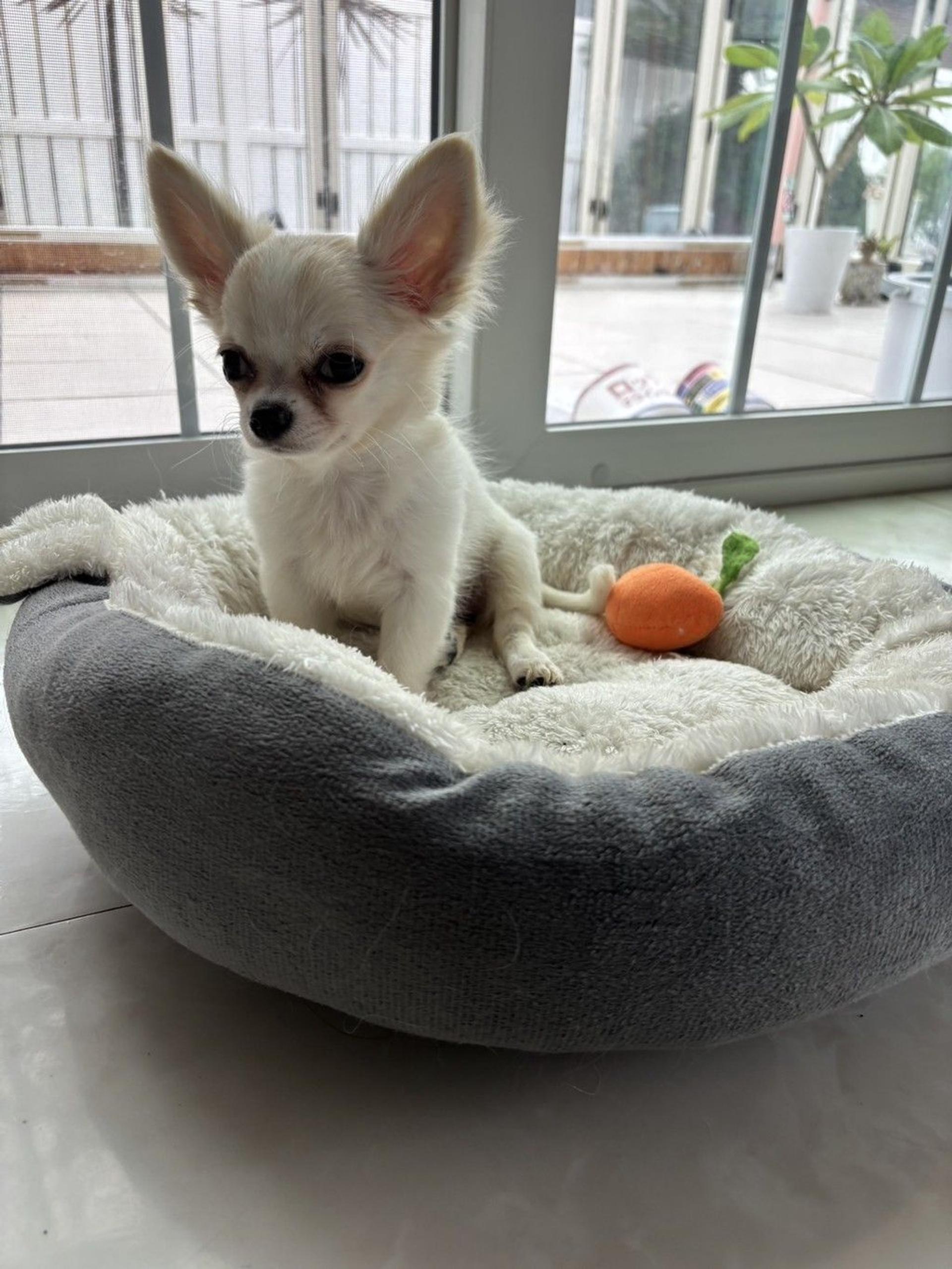 pet-image-2