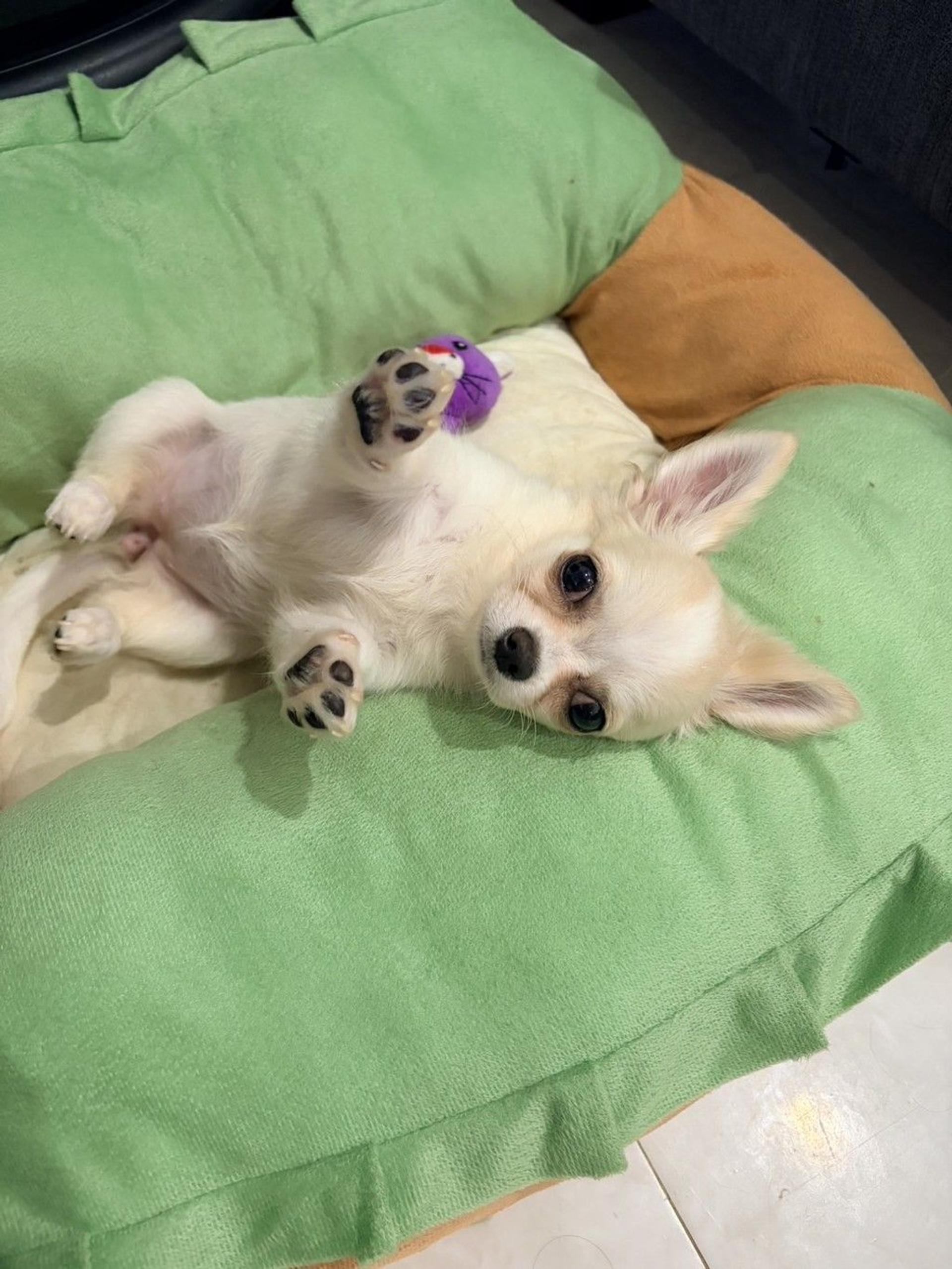 pet-image-3