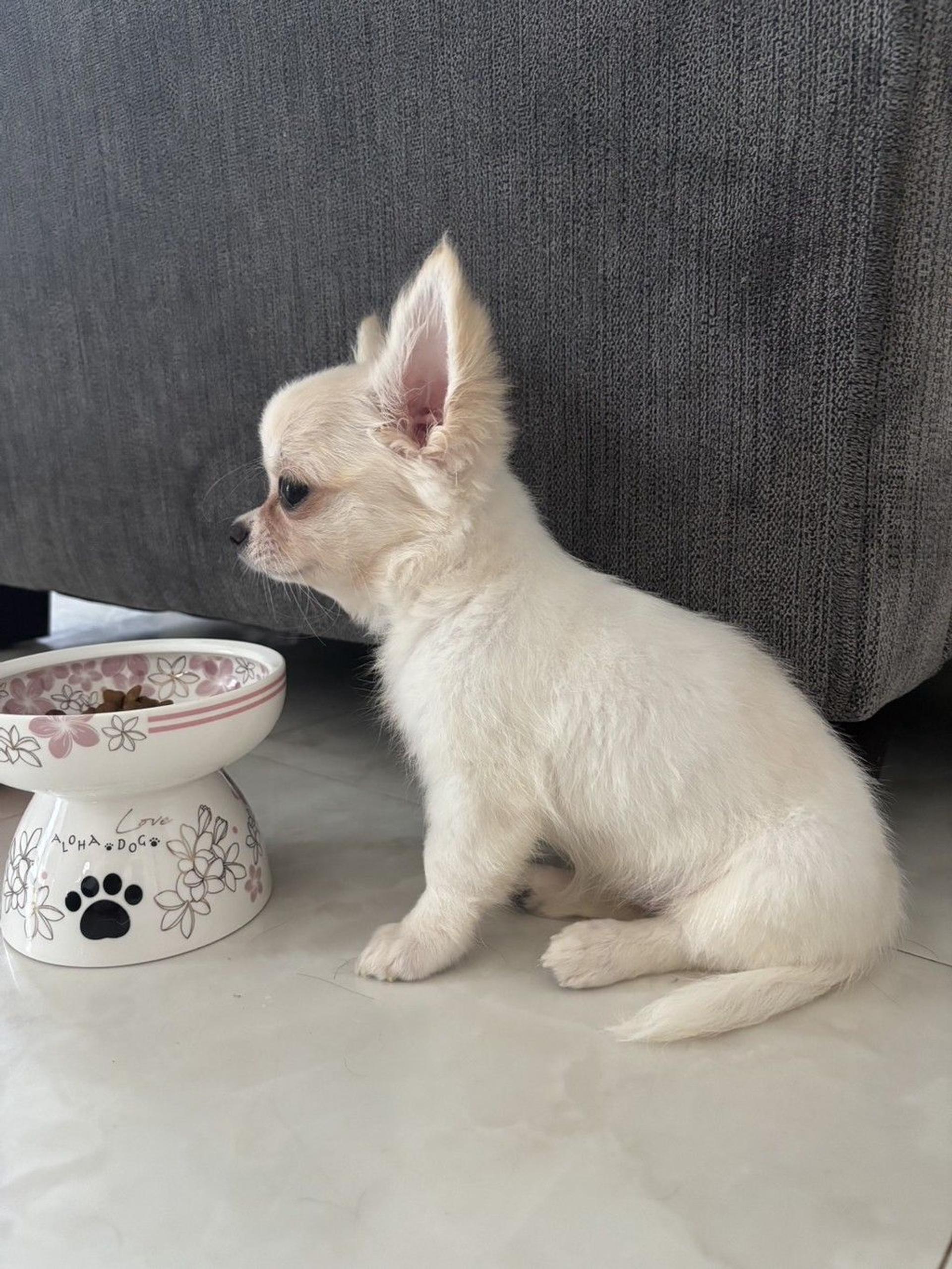 pet-image-6