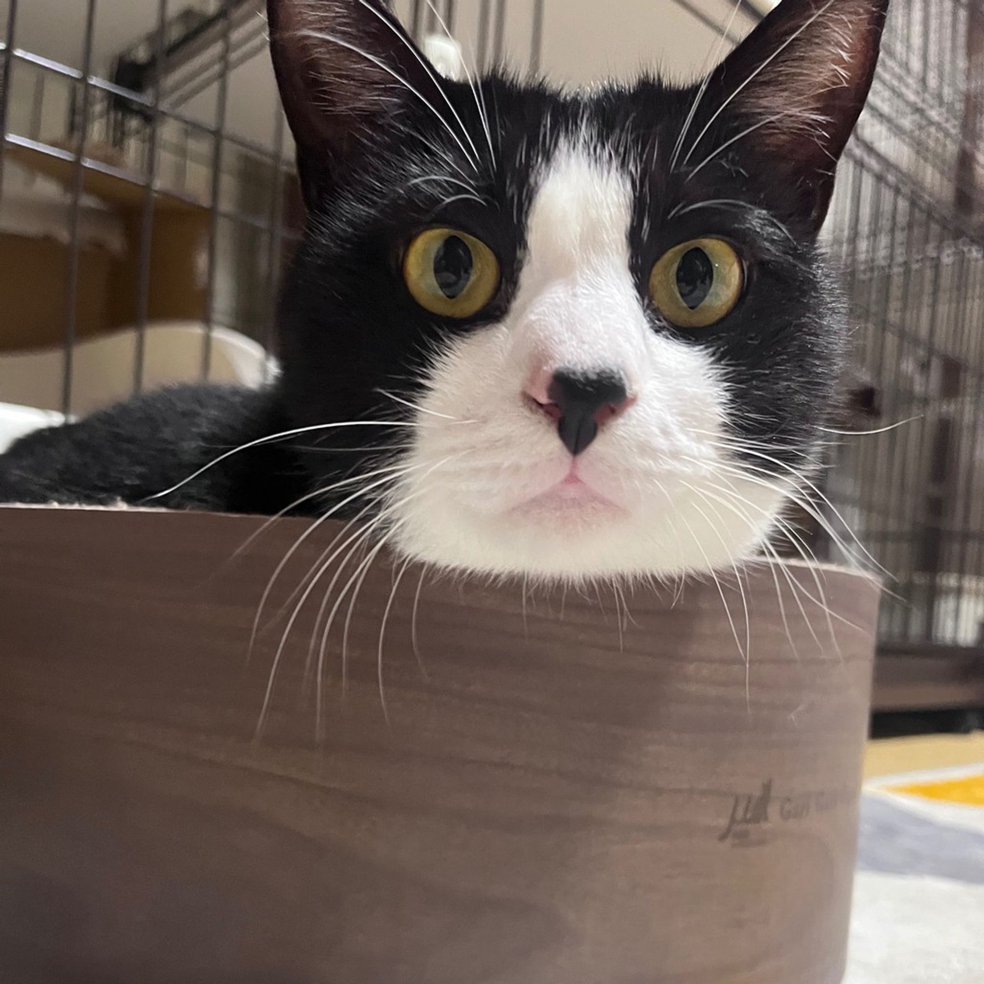雑種（ミックス猫）・オスの里親募集の写真