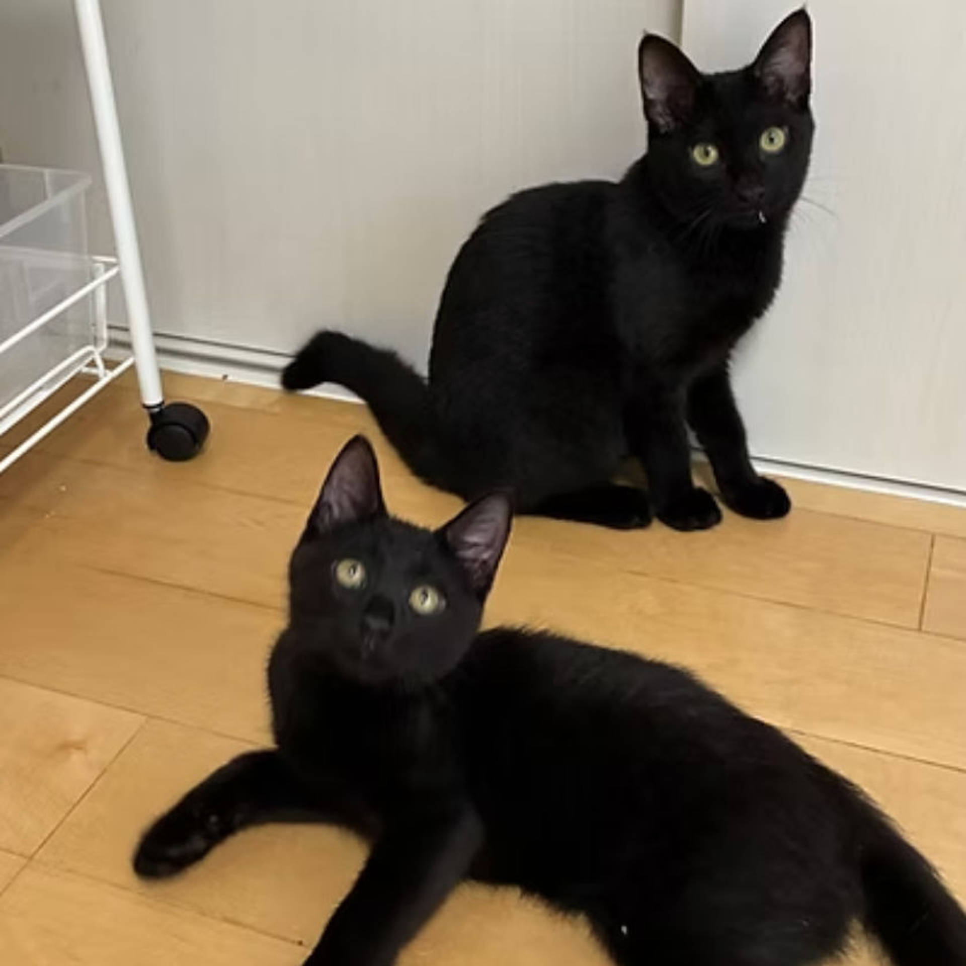 雑種（ミックス猫）・オスの里親募集の写真