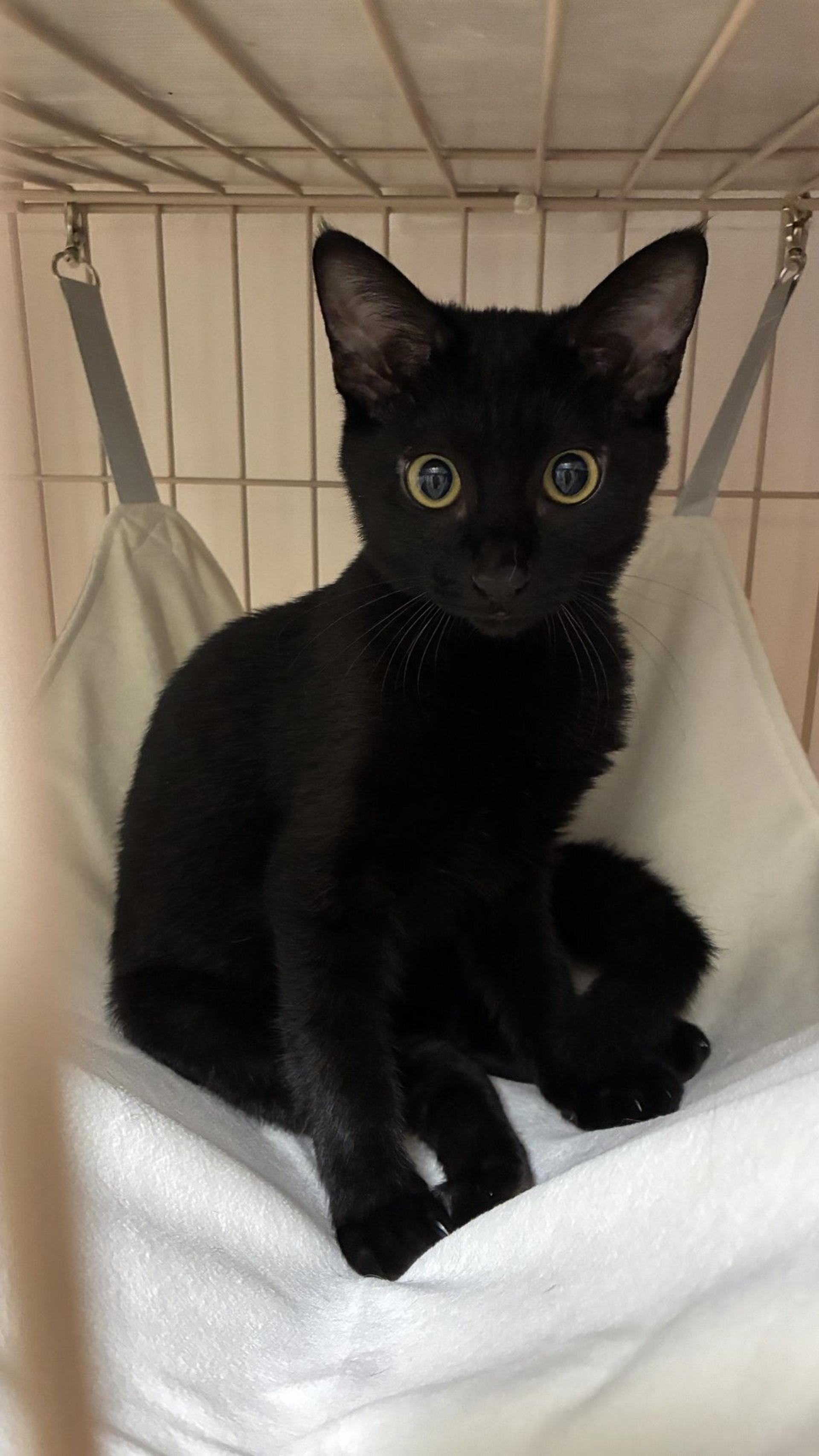 pet-image-2