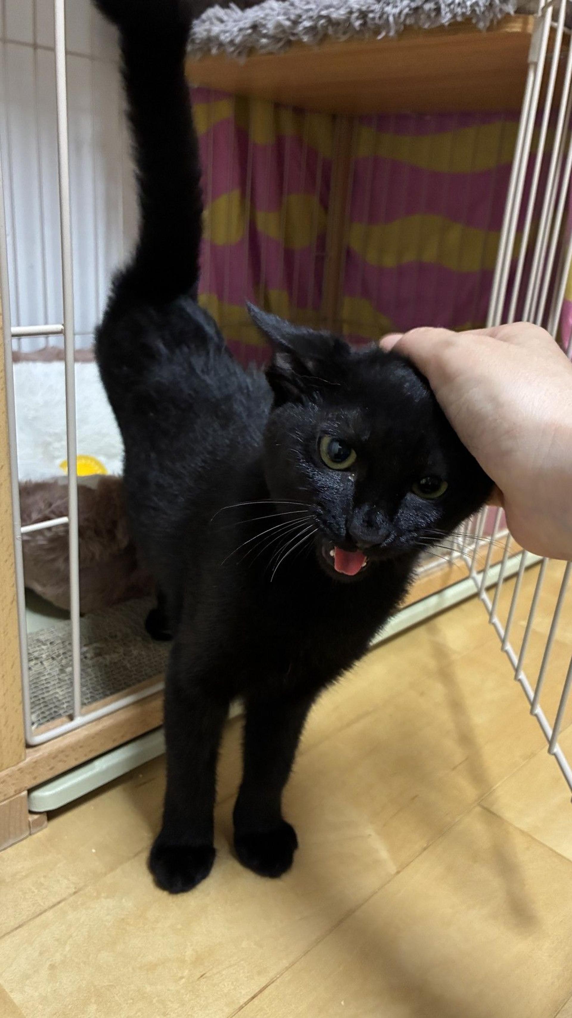 pet-image-3