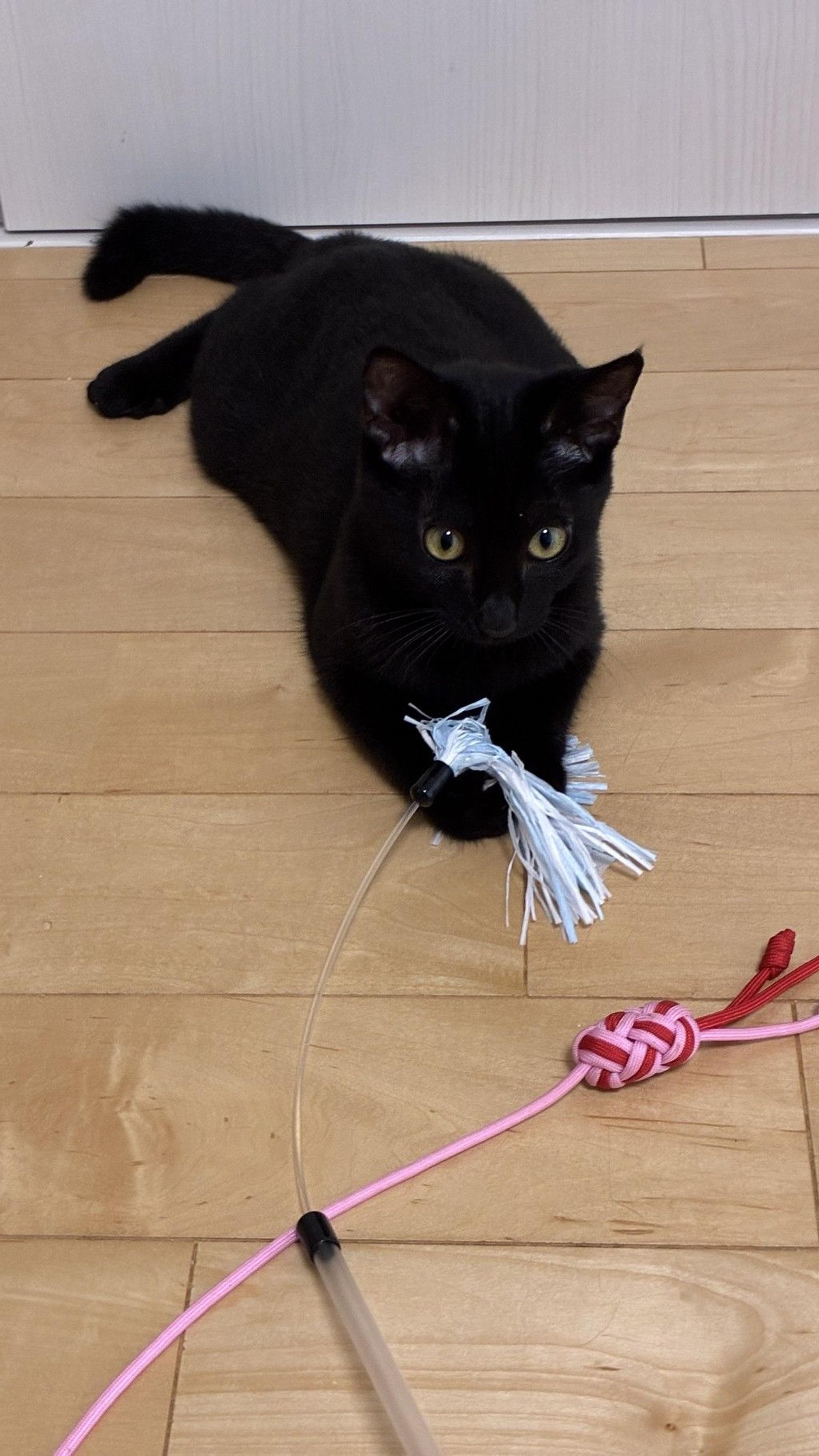 pet-image-6