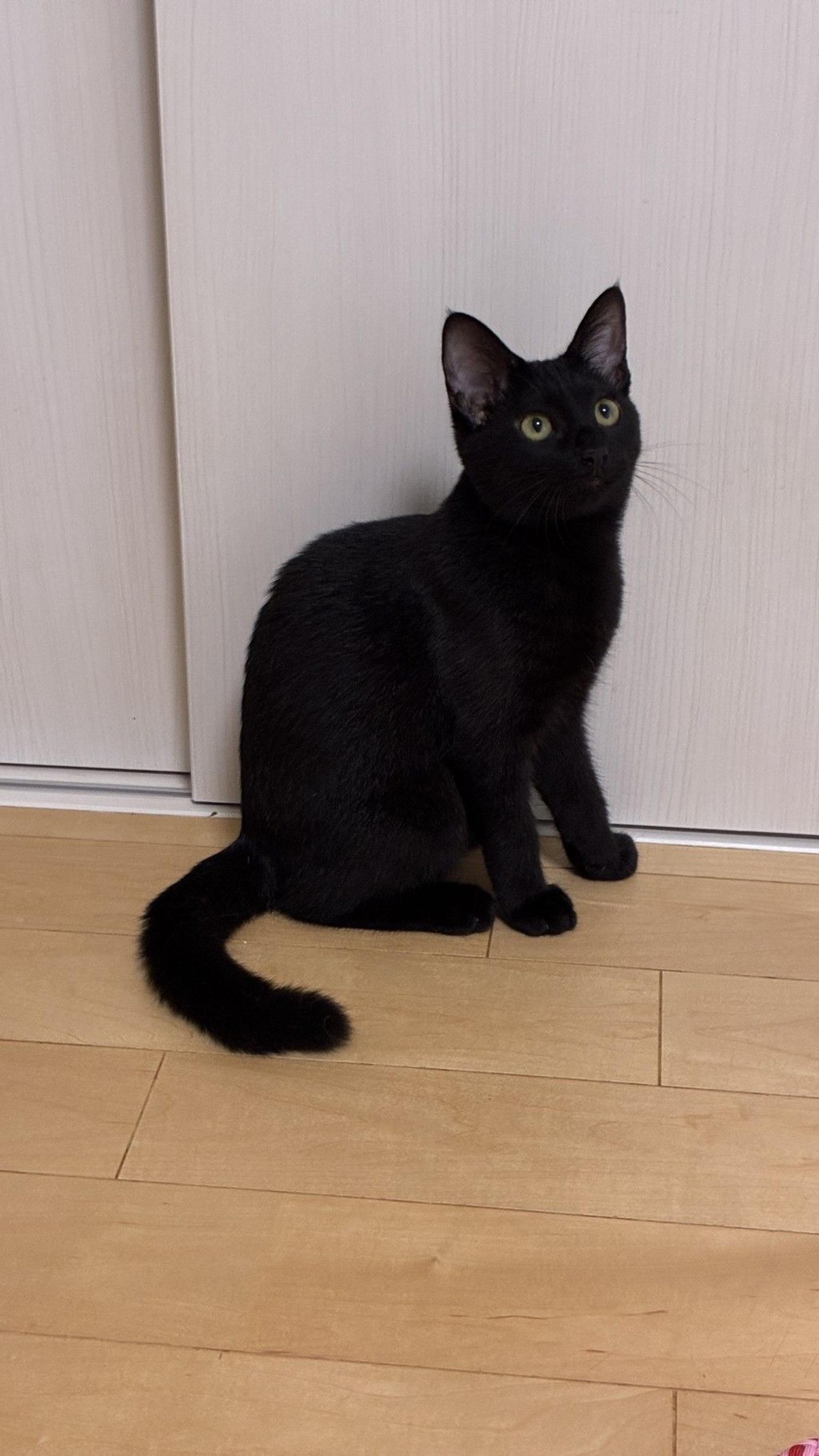 pet-image-8