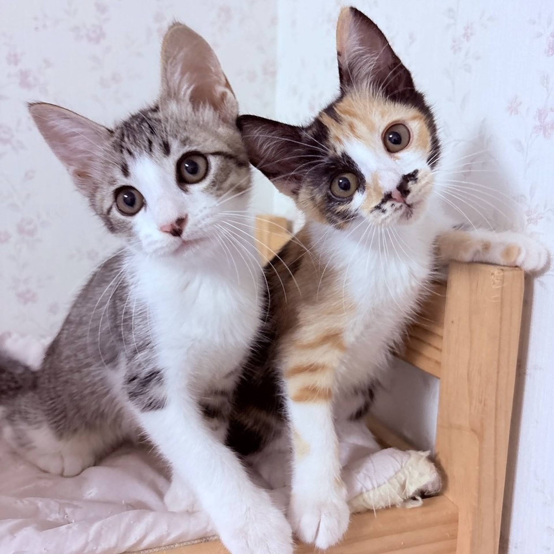 雑種（ミックス猫）・メスの里親募集の写真