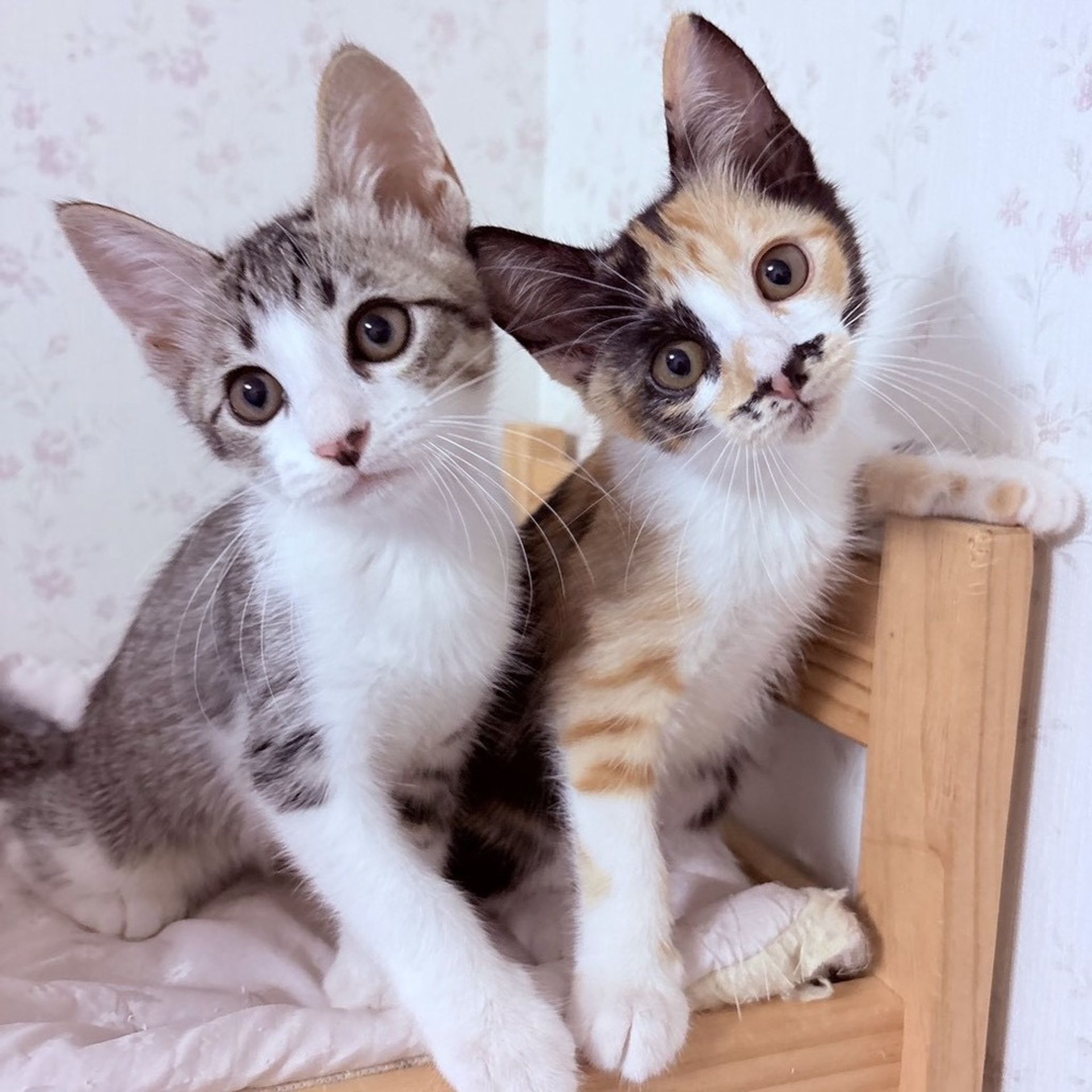 雑種（ミックス猫）・メスの里親募集の写真
