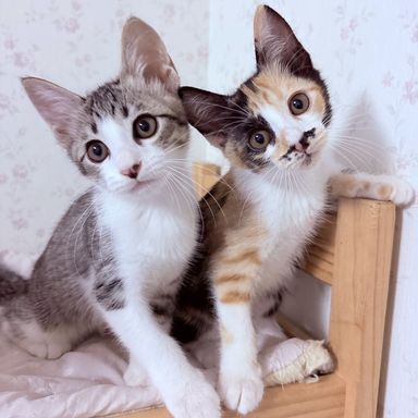 あめ&おとの写真